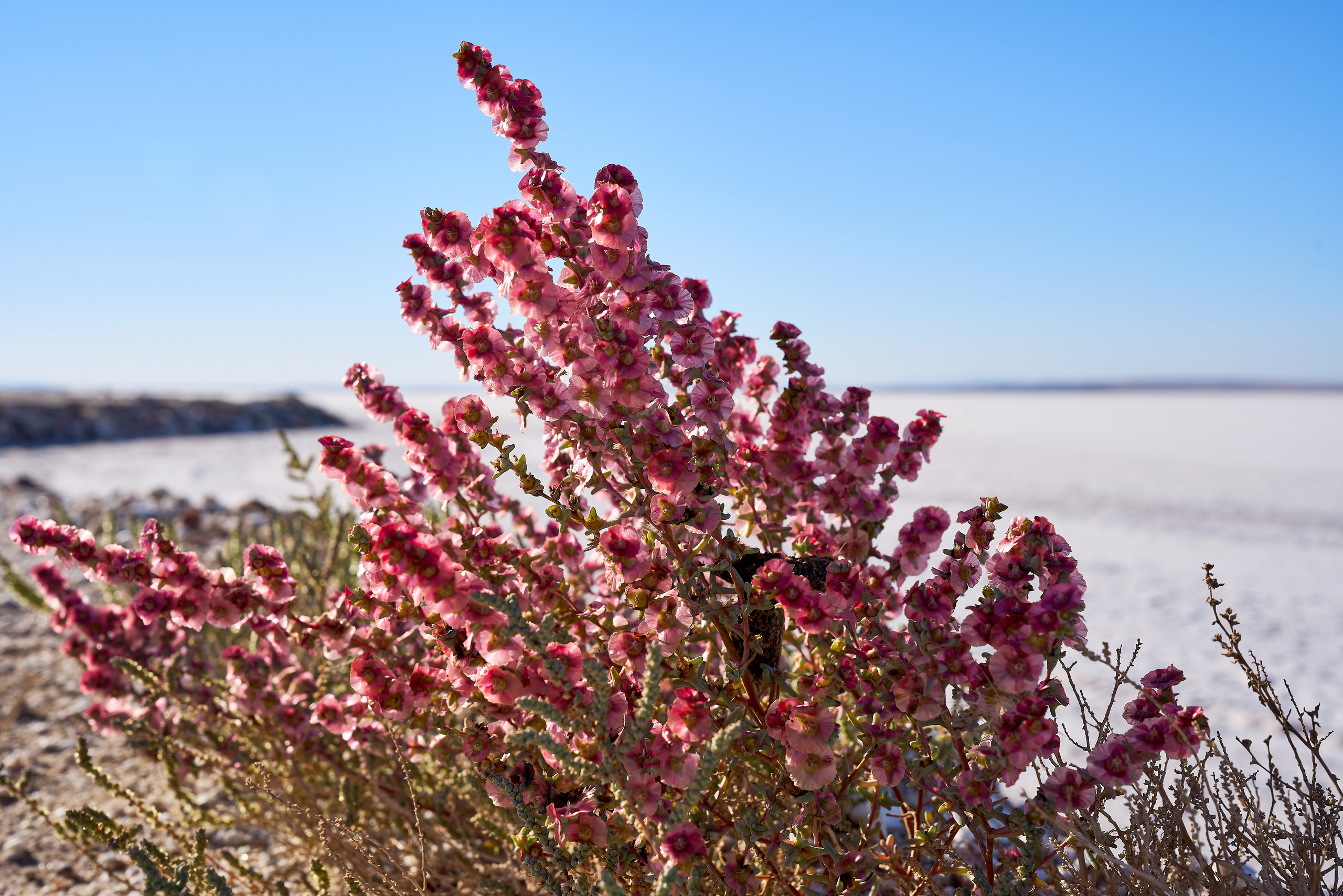 Озеро Туз в Турции