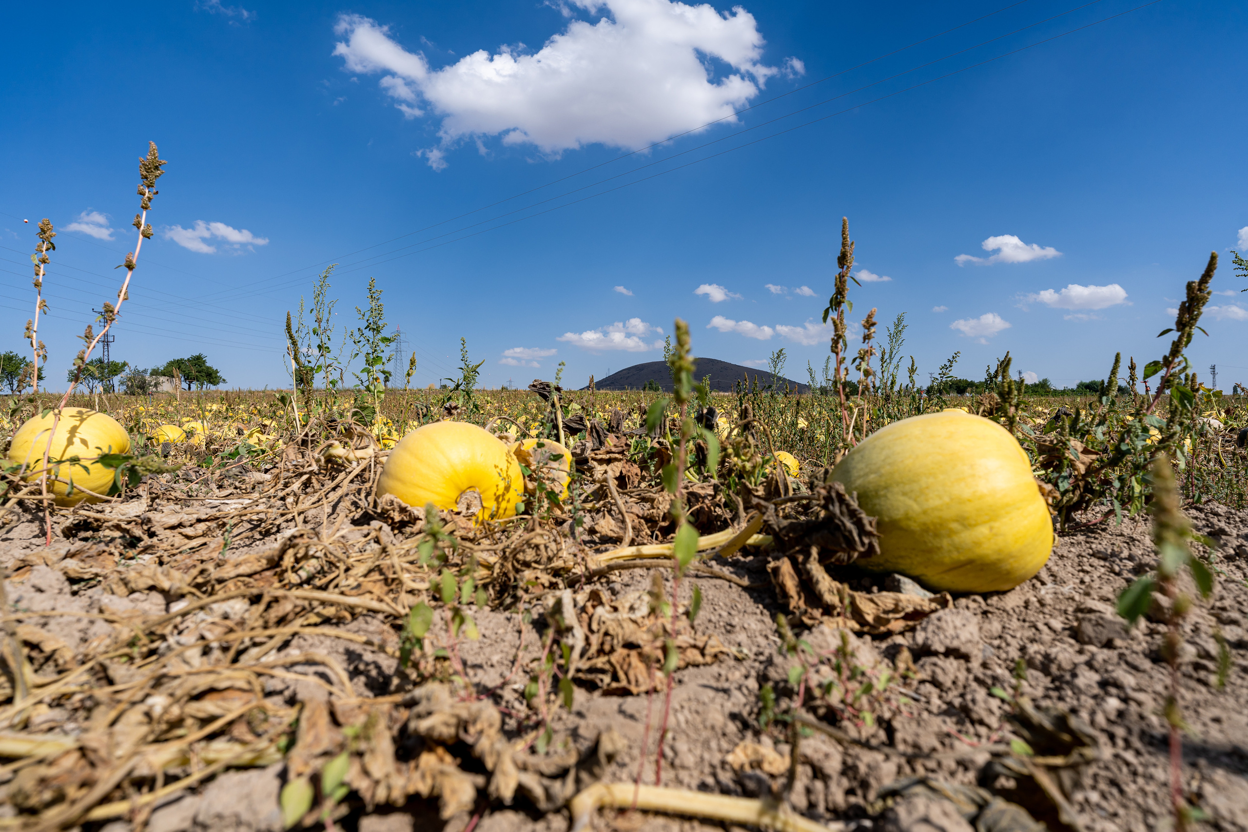 Желтые тыквы на на полях в Турции