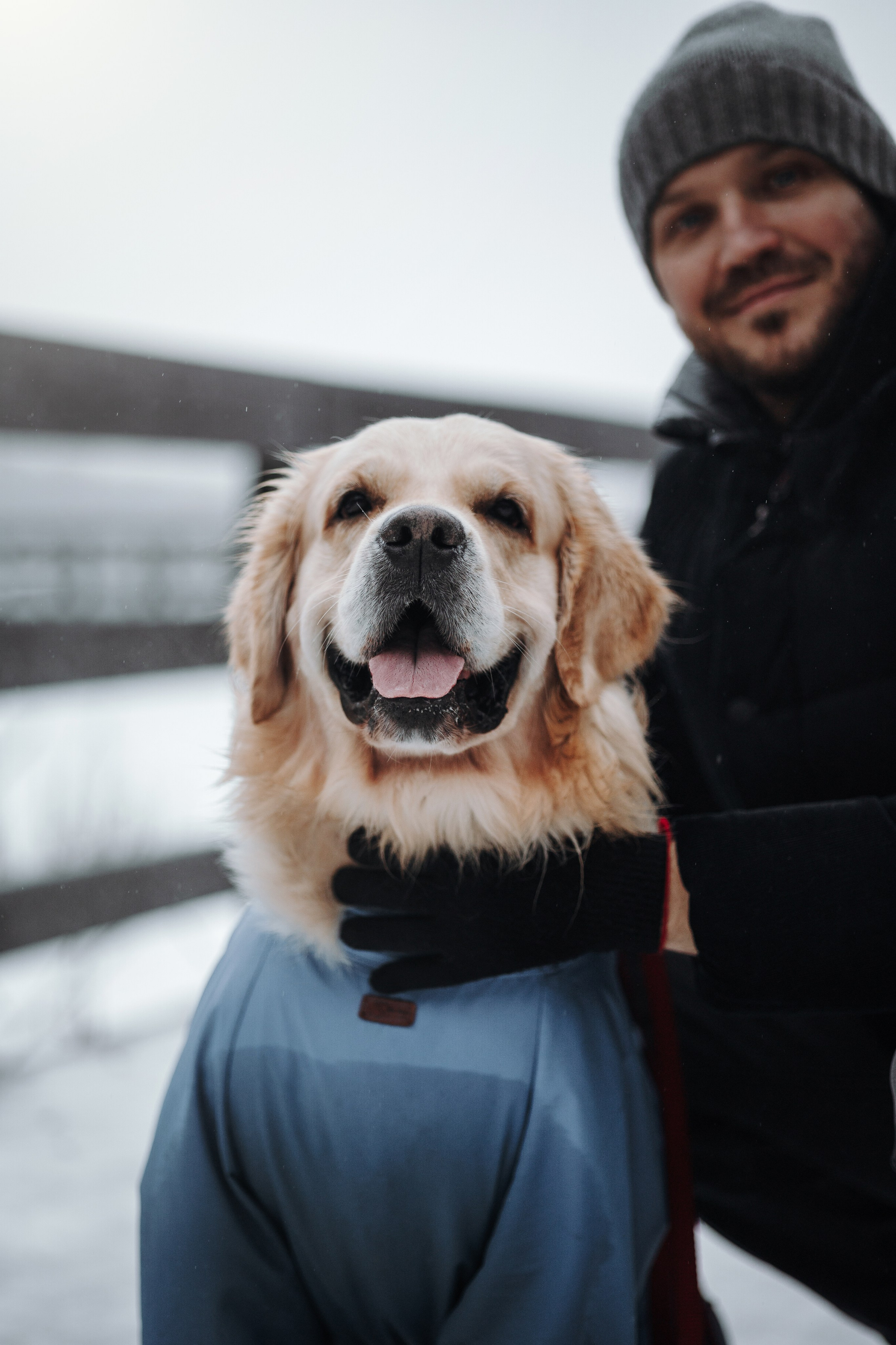 Шелби, Ватсон и ребята. Фотограф — Анималист | Санкт-Петербург