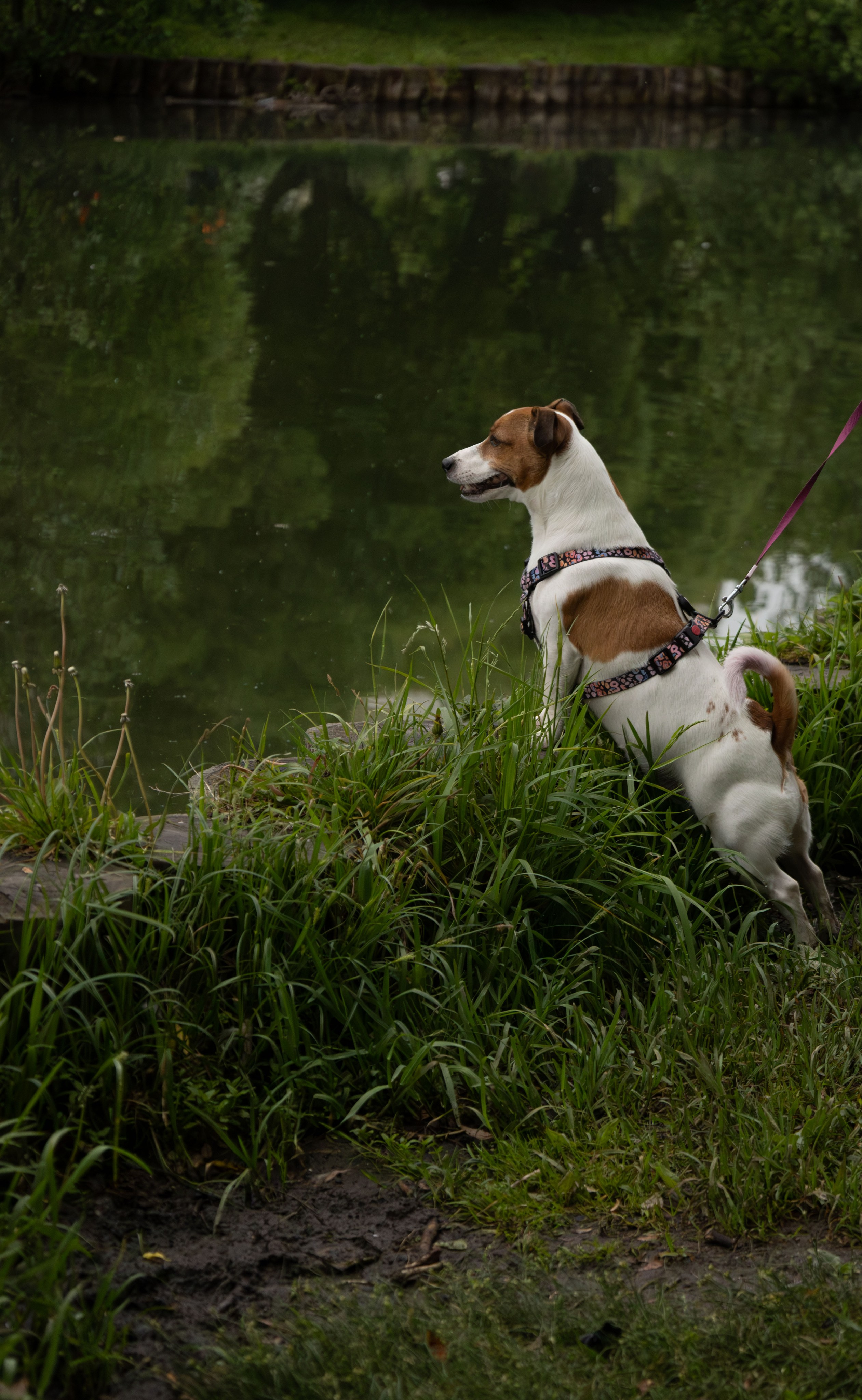 Моя маленькая спутница: Банни и Настя в Южнобутовском парке. Фотограф-анималист в Москве Екатерина Тихонова