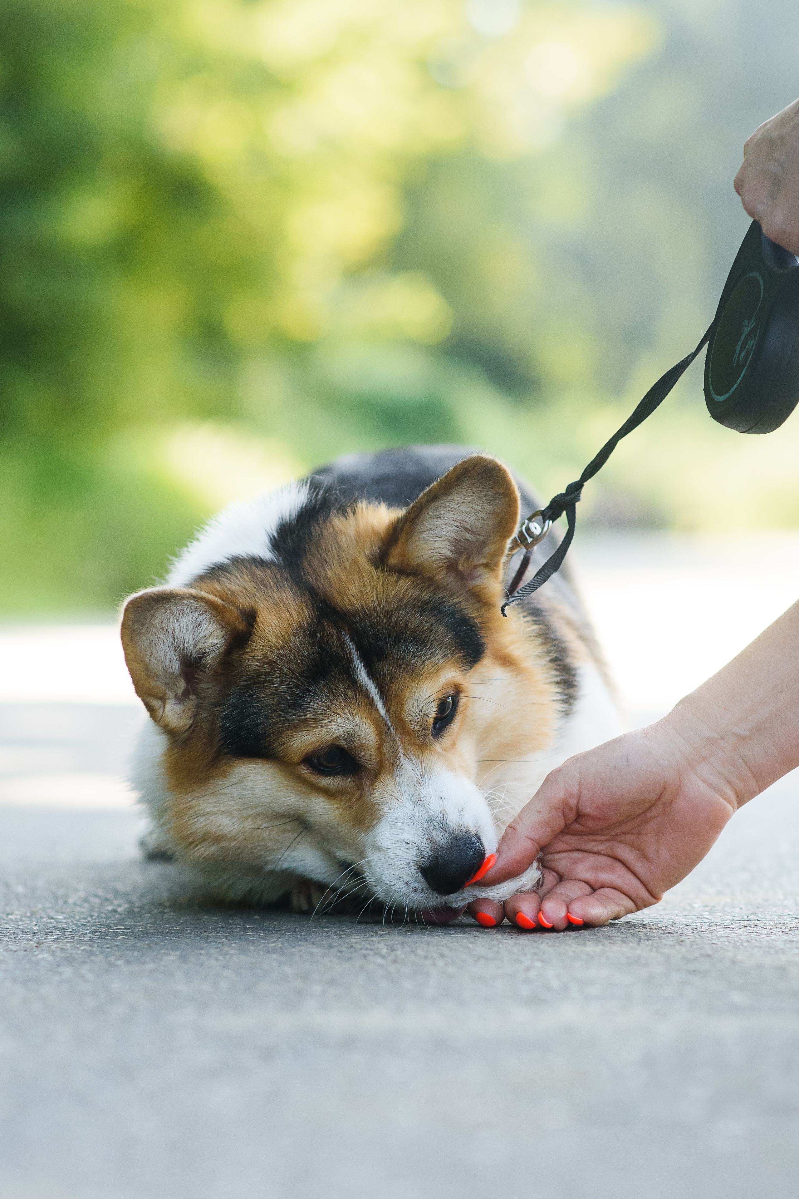 Майк и Лея — 29.08.2024. Фотограф — Анималист | Анна Абрамова
