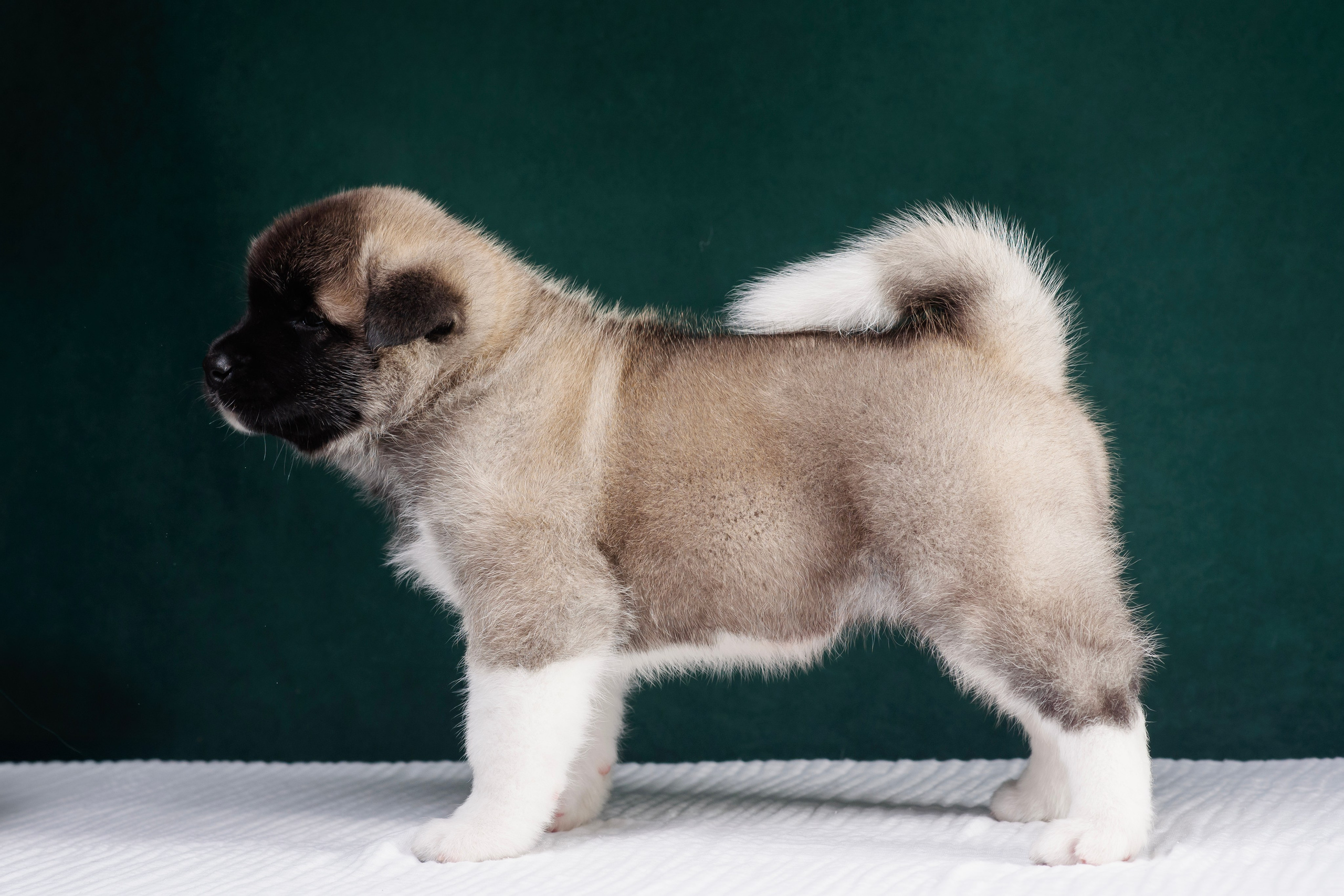 Щенки Американской Акиты. Фотограф — Анималист | Анна Абрамова