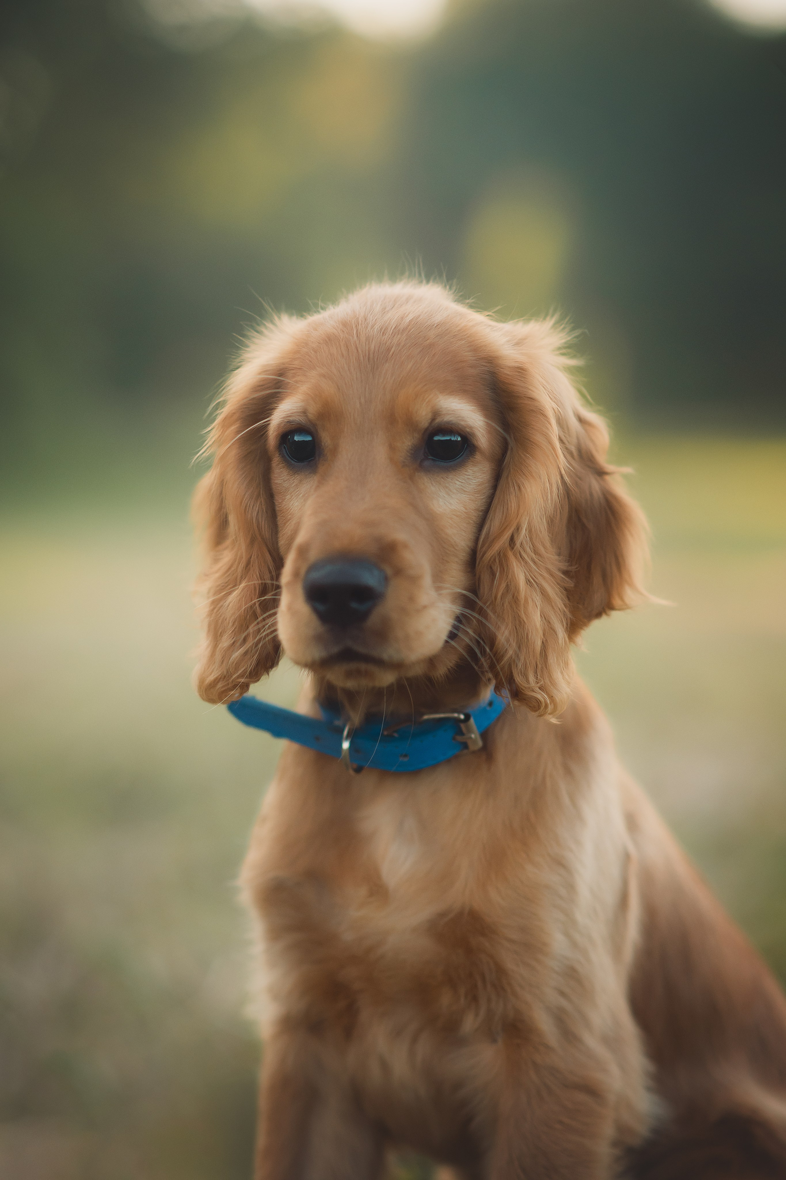 Наташа, Агата, Назар и Август — 17.07.2025. Фотограф — Анималист | Анна Абрамова