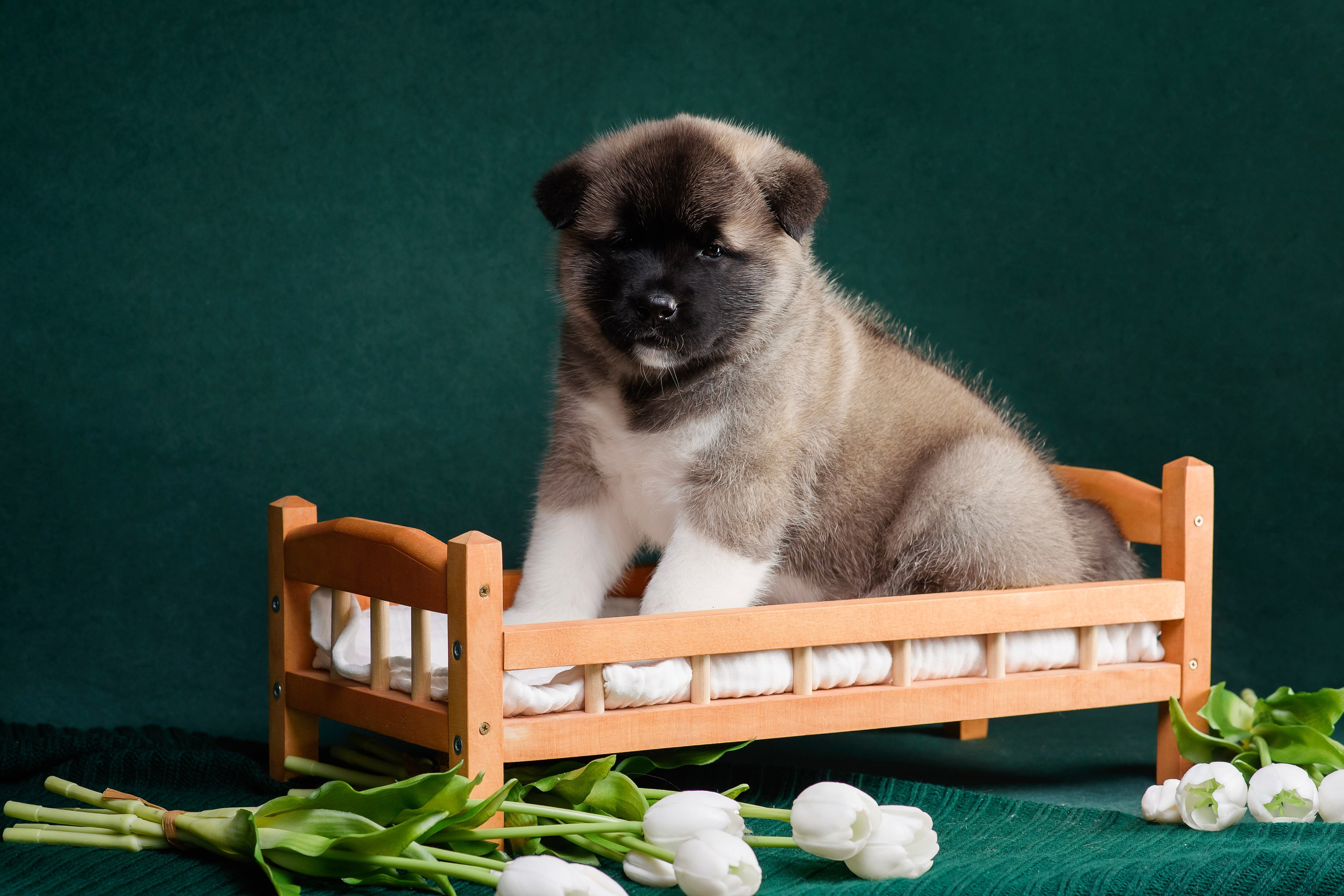 Щенки Американской Акиты. Фотограф — Анималист | Анна Абрамова