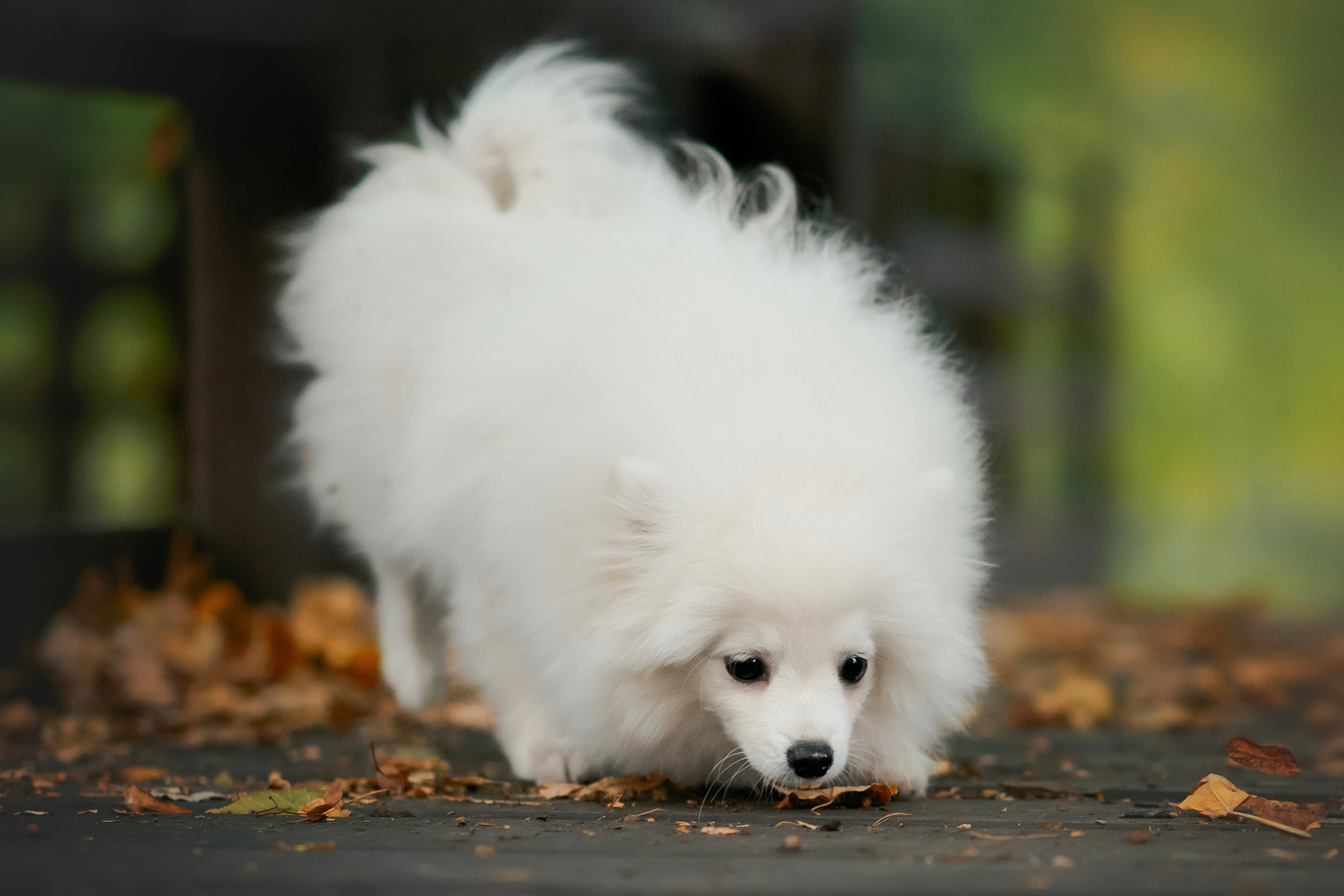 Малый немецкий шпиц — 18.09.2025. Фотограф — Анималист | Анна Абрамова
