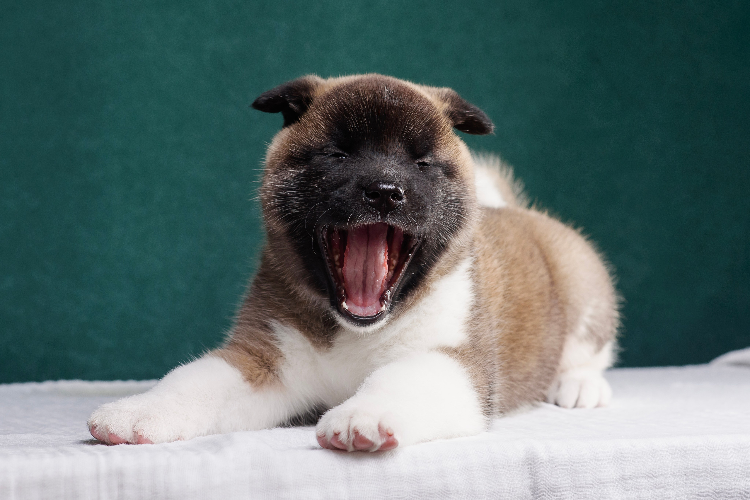 Щенки Американской Акиты. Фотограф — Анималист | Анна Абрамова