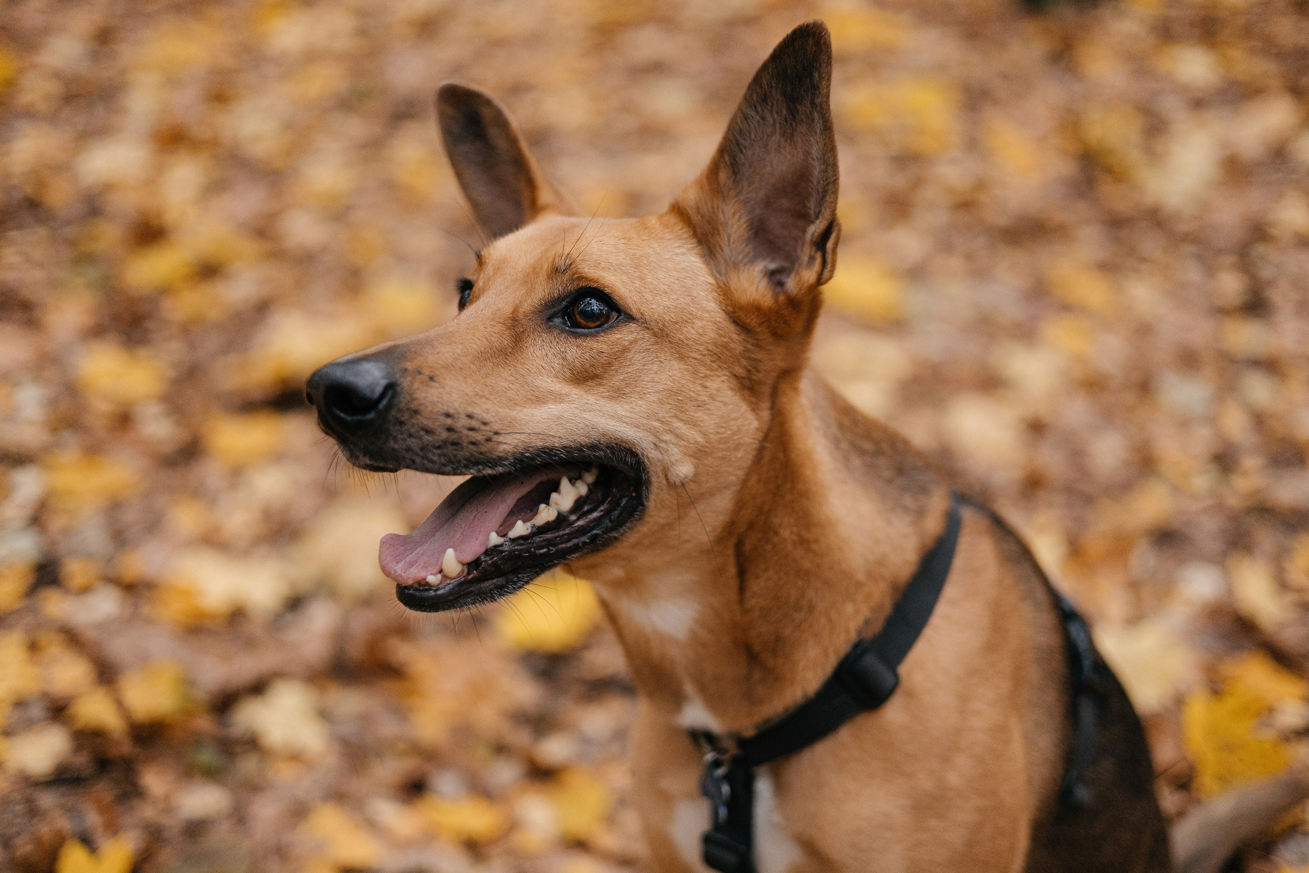 Нелли, Лёша, Рэй и Норд. Фотограф Анна Луценко Москва