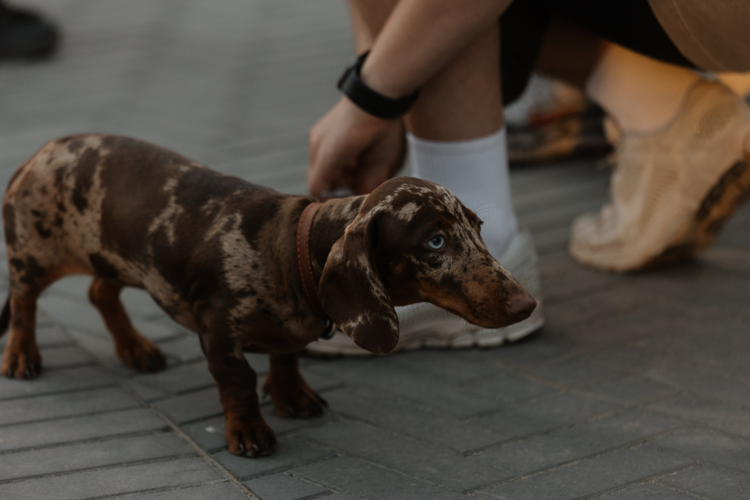 TYCA — Смоленск — 30.08.2025. KiPPER Gallery — Фотограф