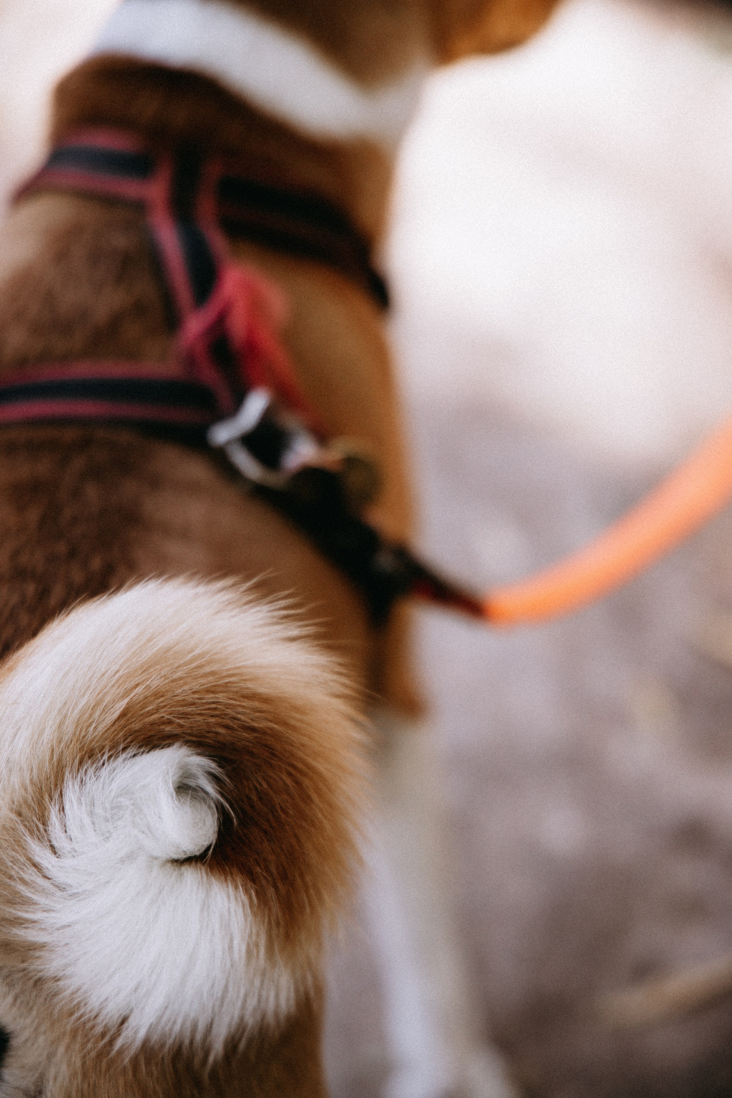 Светлана. Свадебный и семейный фотограф Юлия Девятайкина