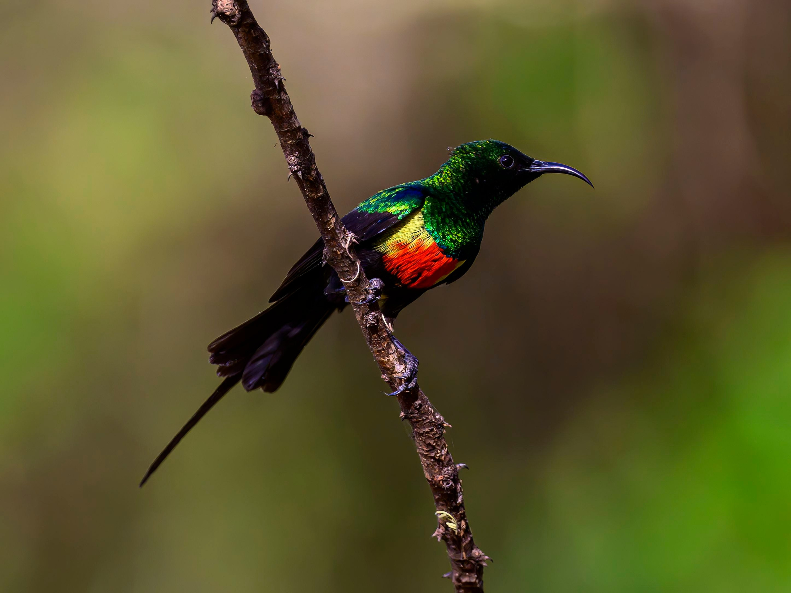 Кения. Wildlife photography by Sergey Puponin