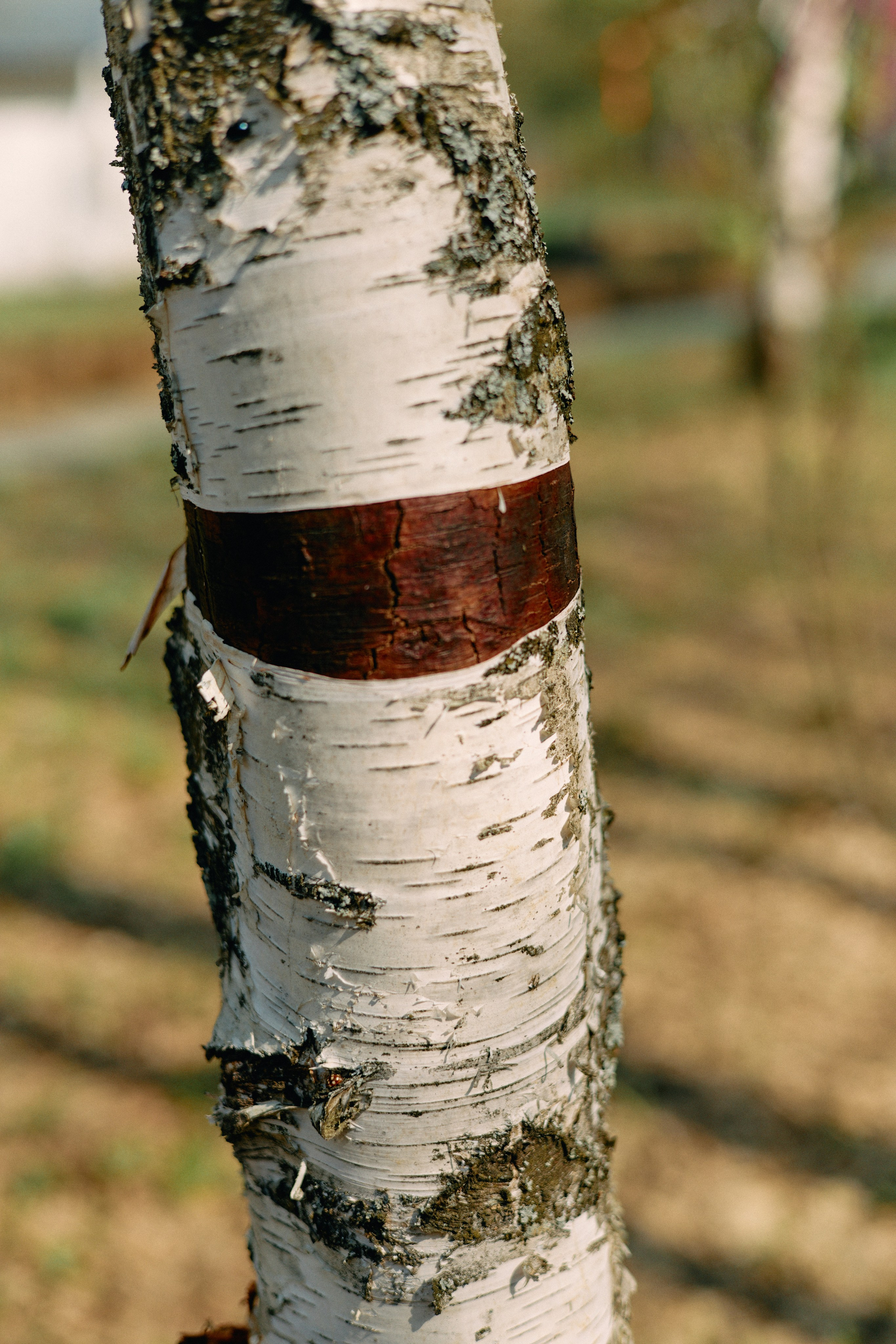 Бутик-отель Поле летом. Профессиональный Фотограф во Владимире, в Москве и в Суздале — Полина Романычева