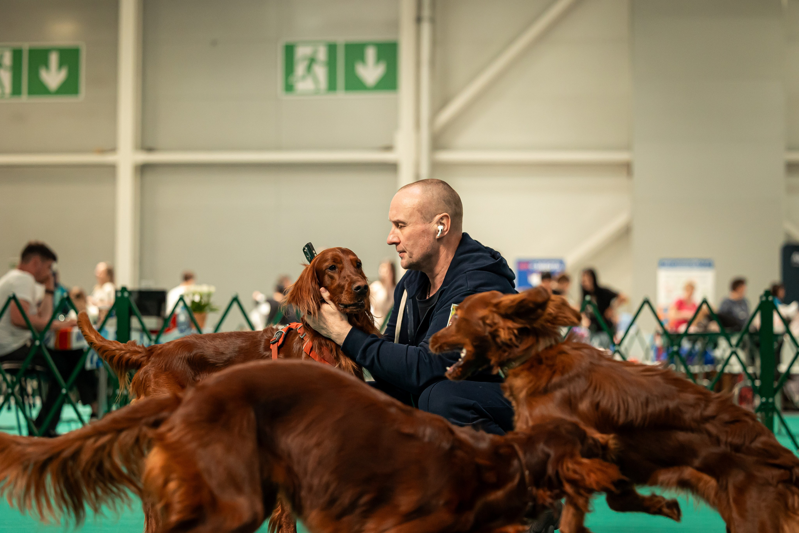 Выставка сеттеров 19.05.24