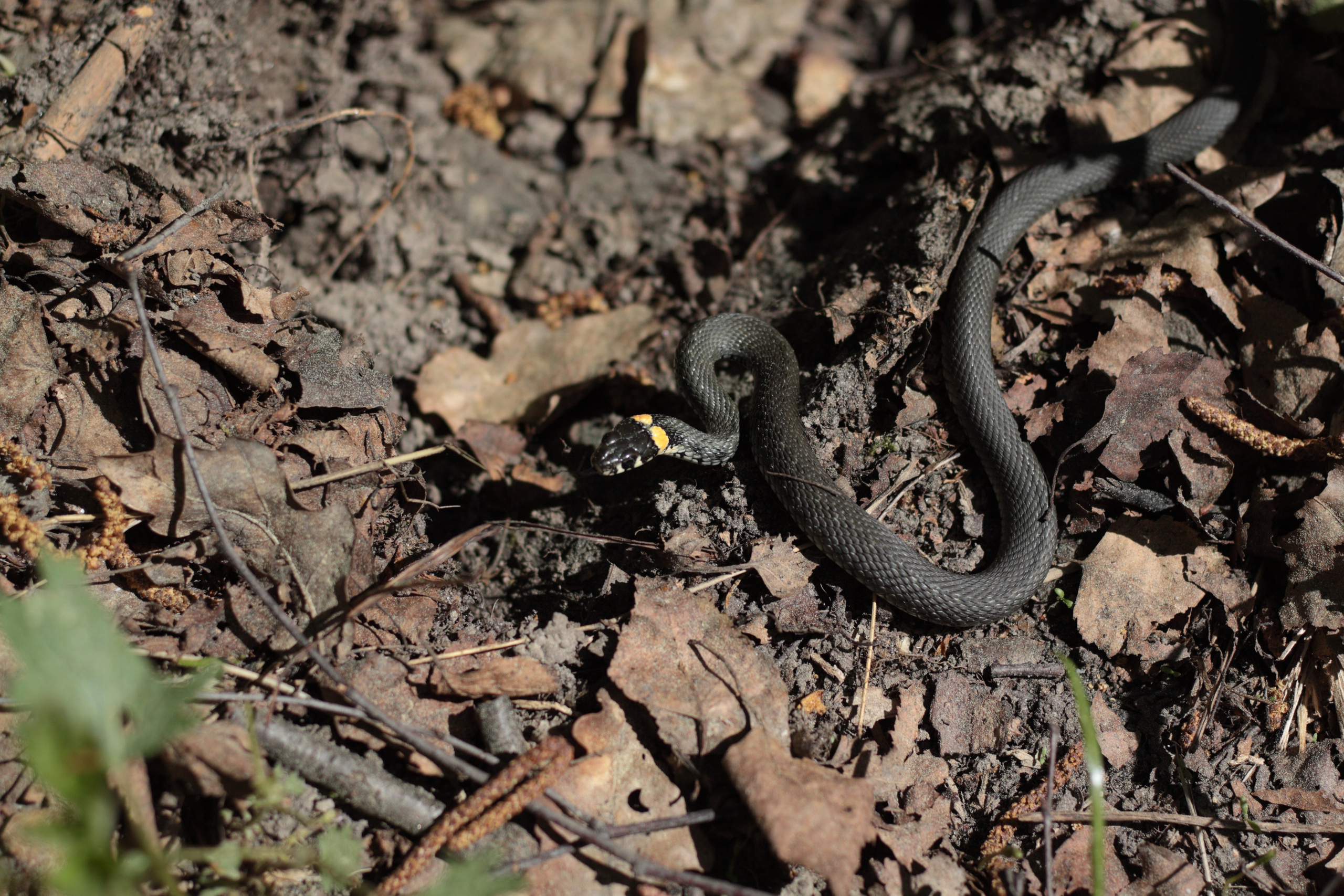 Старое природное, отбирала Katamount (Катерина Горохова). Главная
