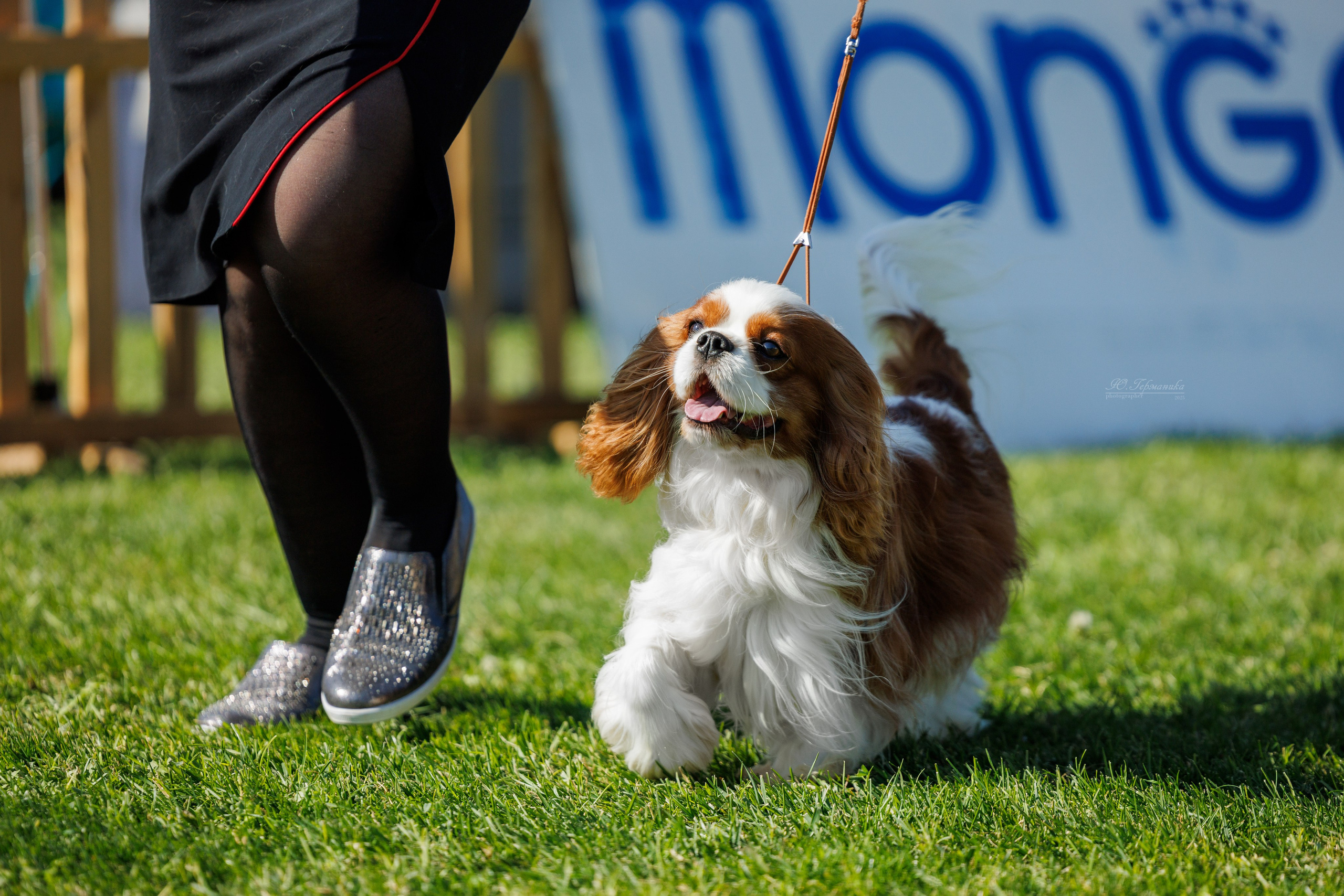 Ереван 14-16.10.2025. Фотограф-анималист Юлия Германика