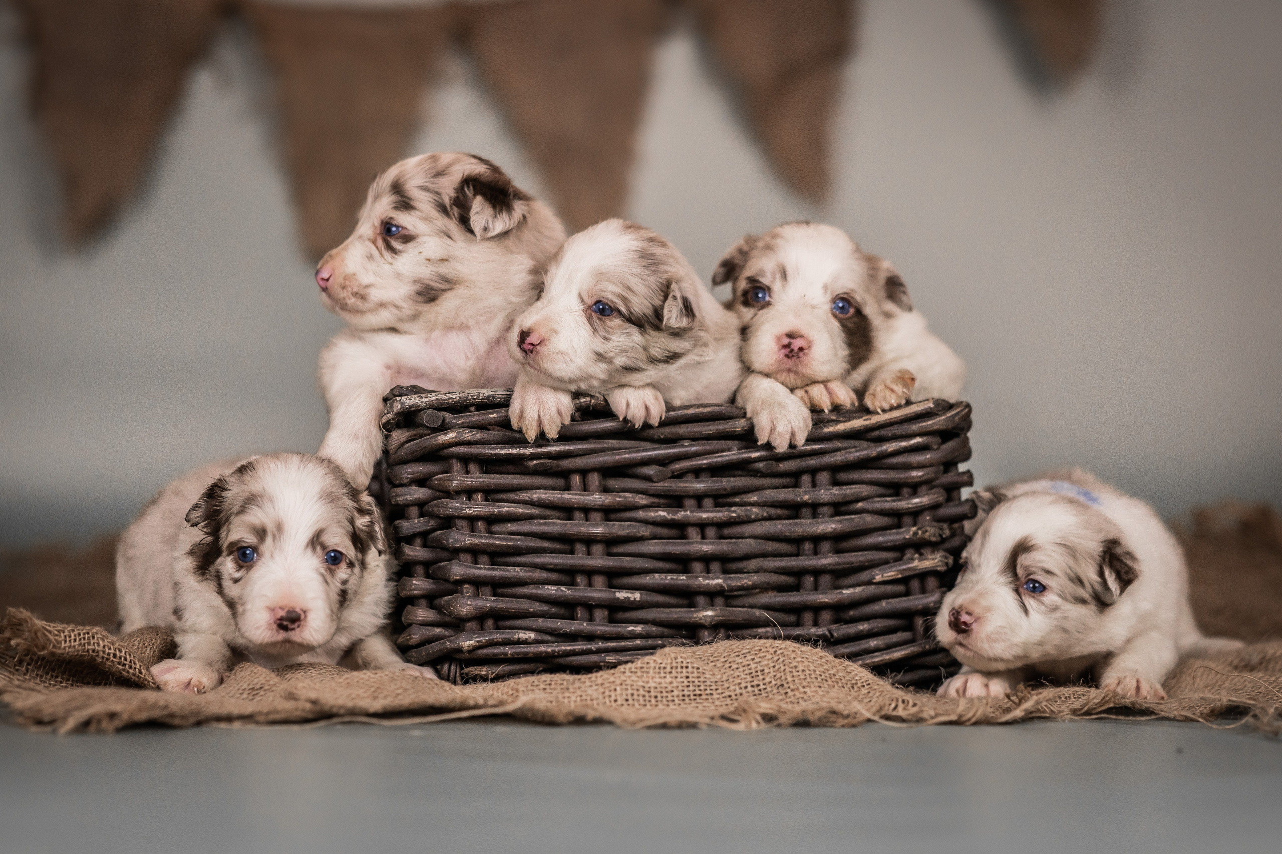 Фритсвит. Семейный фотограф Ефремова Виктория