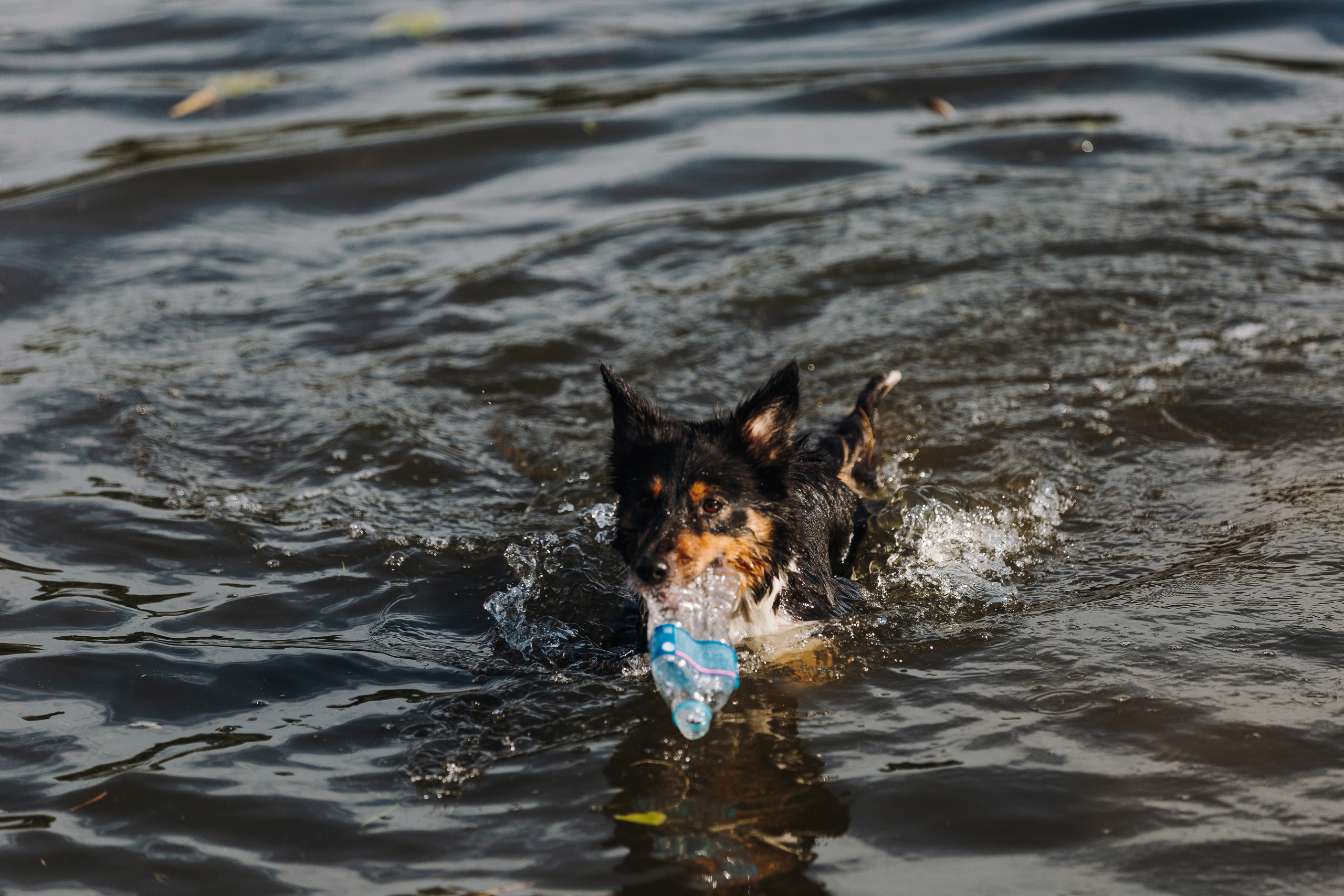 Petshop Sup day. Фотограф анималист Кристина Карпова, Москва