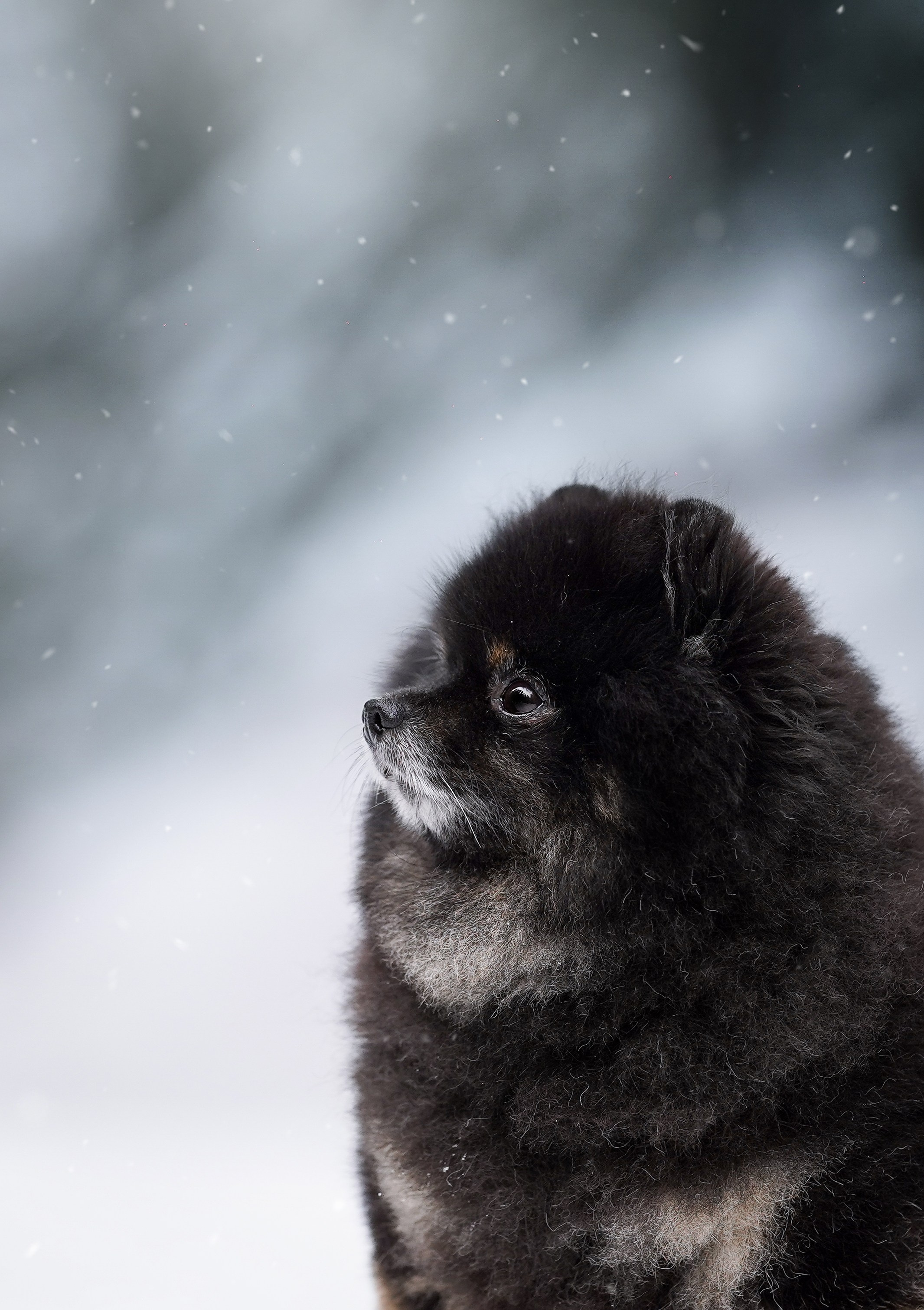 Бенчи и Арчи. Фотограф-анималист в Санкт-Петербурге Яна Мартынова