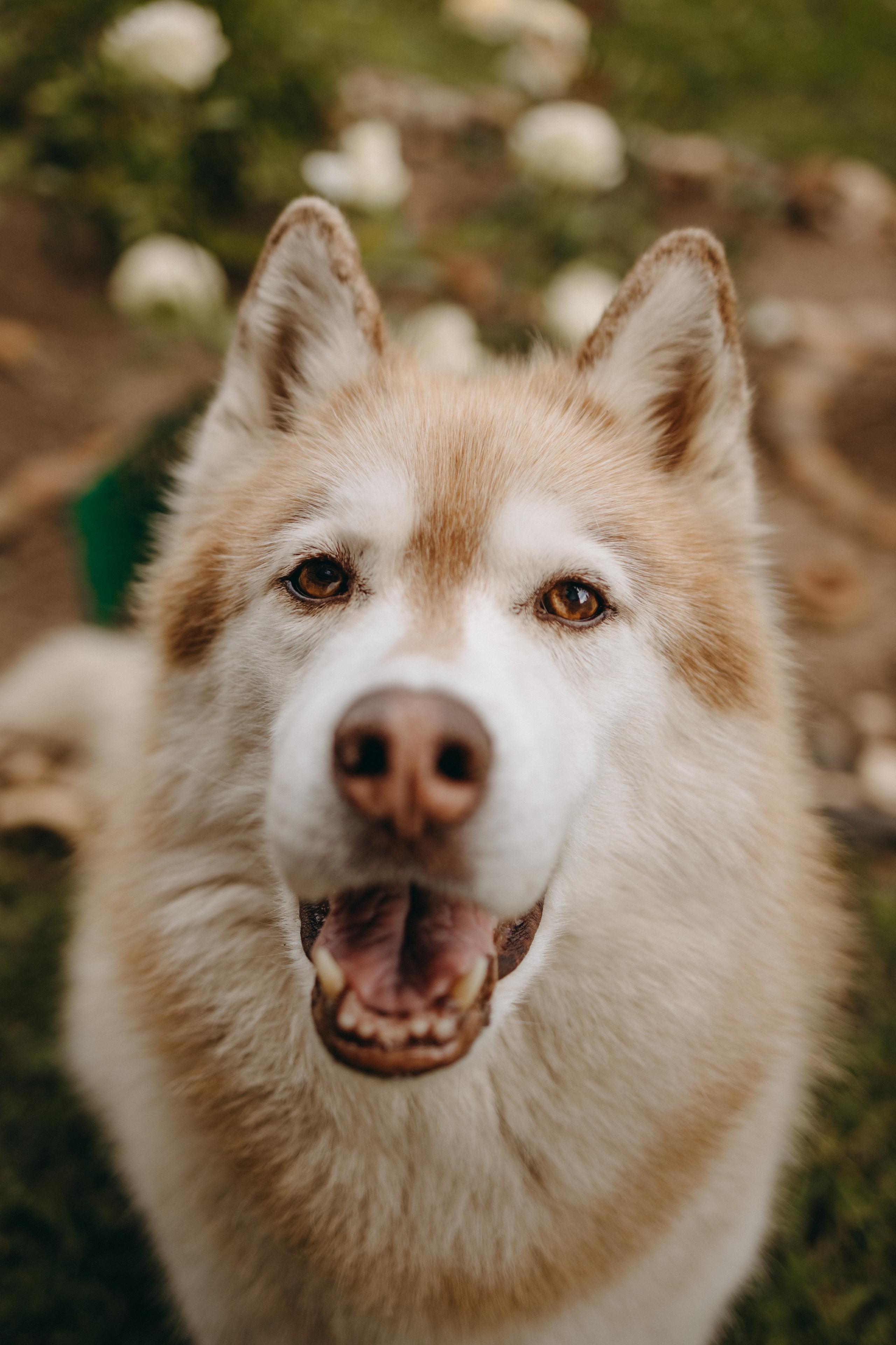 Дом у реки. Фотограф — Анималист | Санкт-Петербург