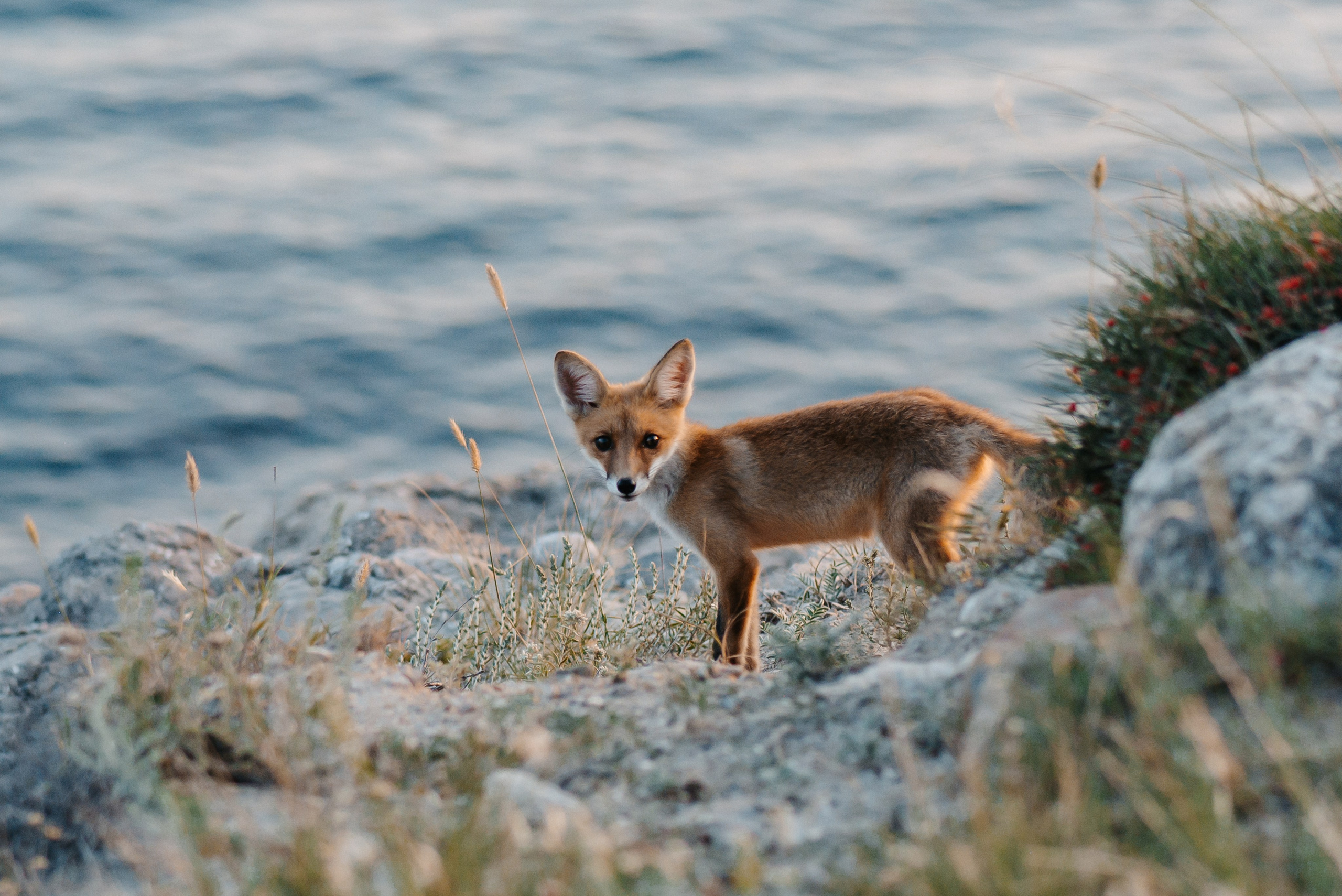 Фотограф беременности в Феодосии