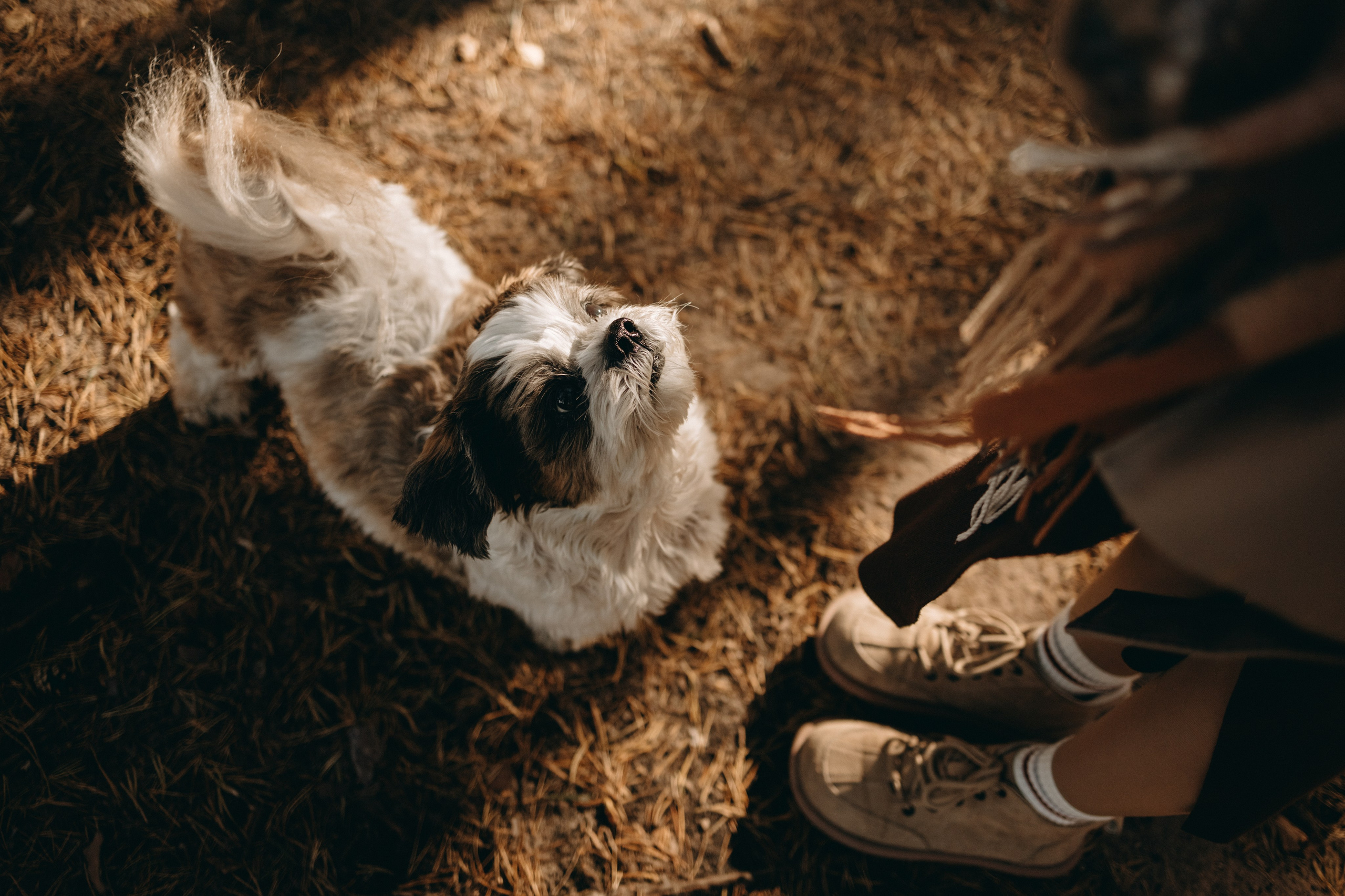 Настя и Франт. Фотограф — Анималист | Санкт-Петербург