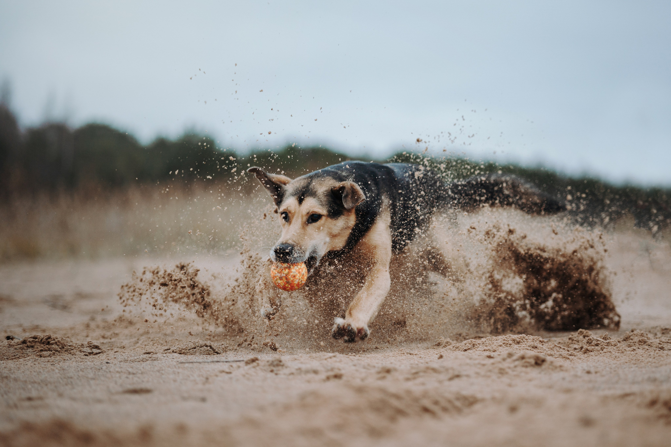 Наталья и Того. Фотограф — Анималист | Санкт-Петербург