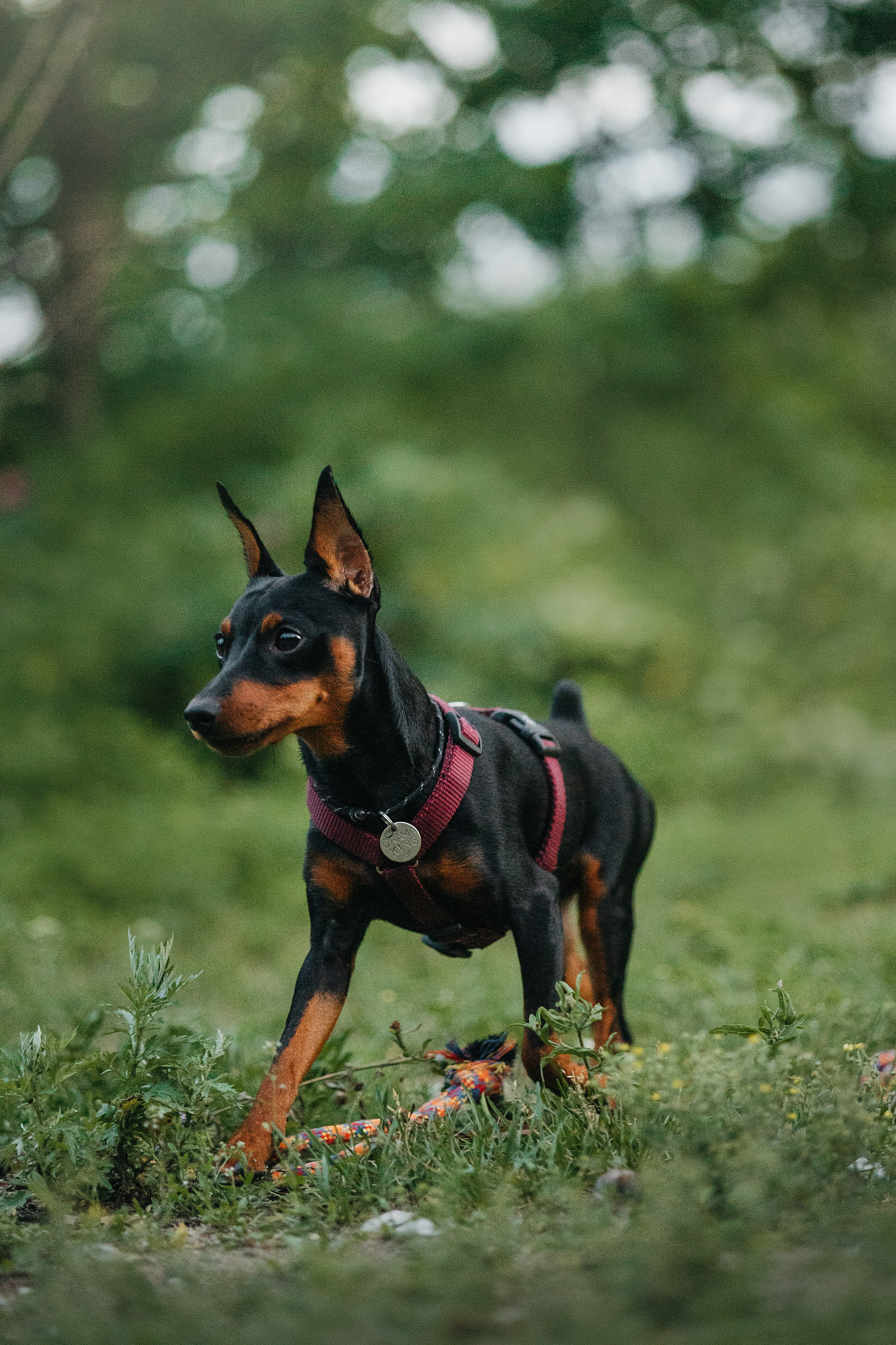 Сириус и его семья. Фотограф — Анималист | Санкт-Петербург