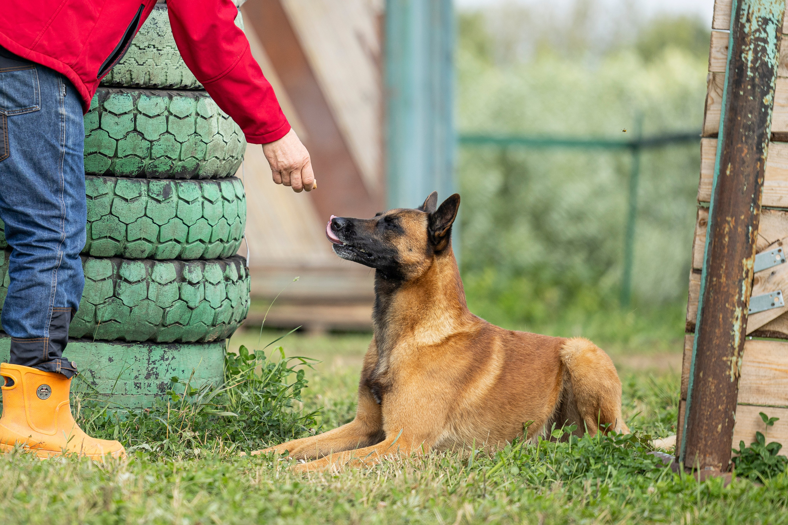 Соревнования по Мондьорингу г. Вологда 10-11.08.2024. Фотограф-анималист Анна Маринич