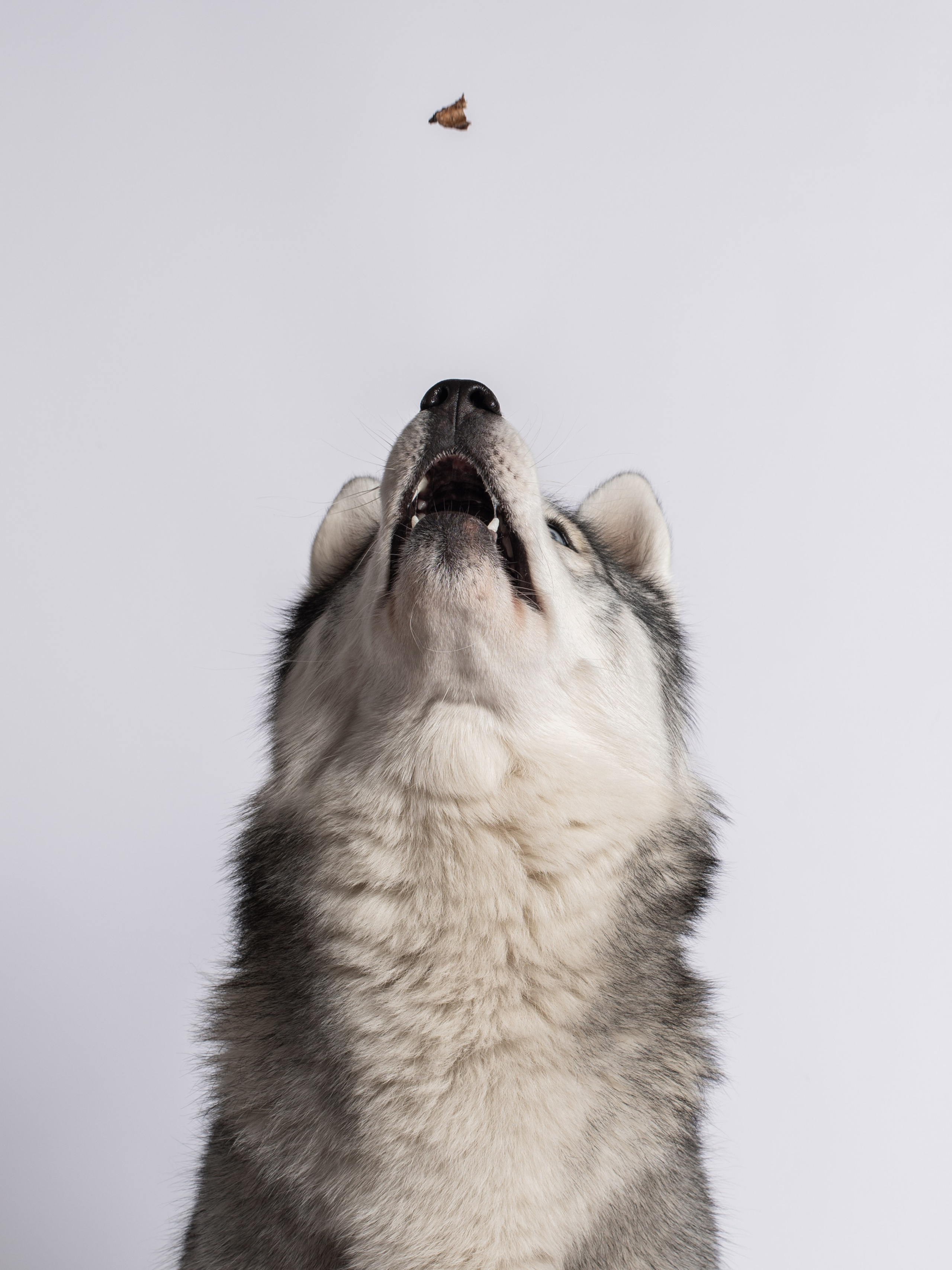 Белка | хаски. Alexandrovna photography