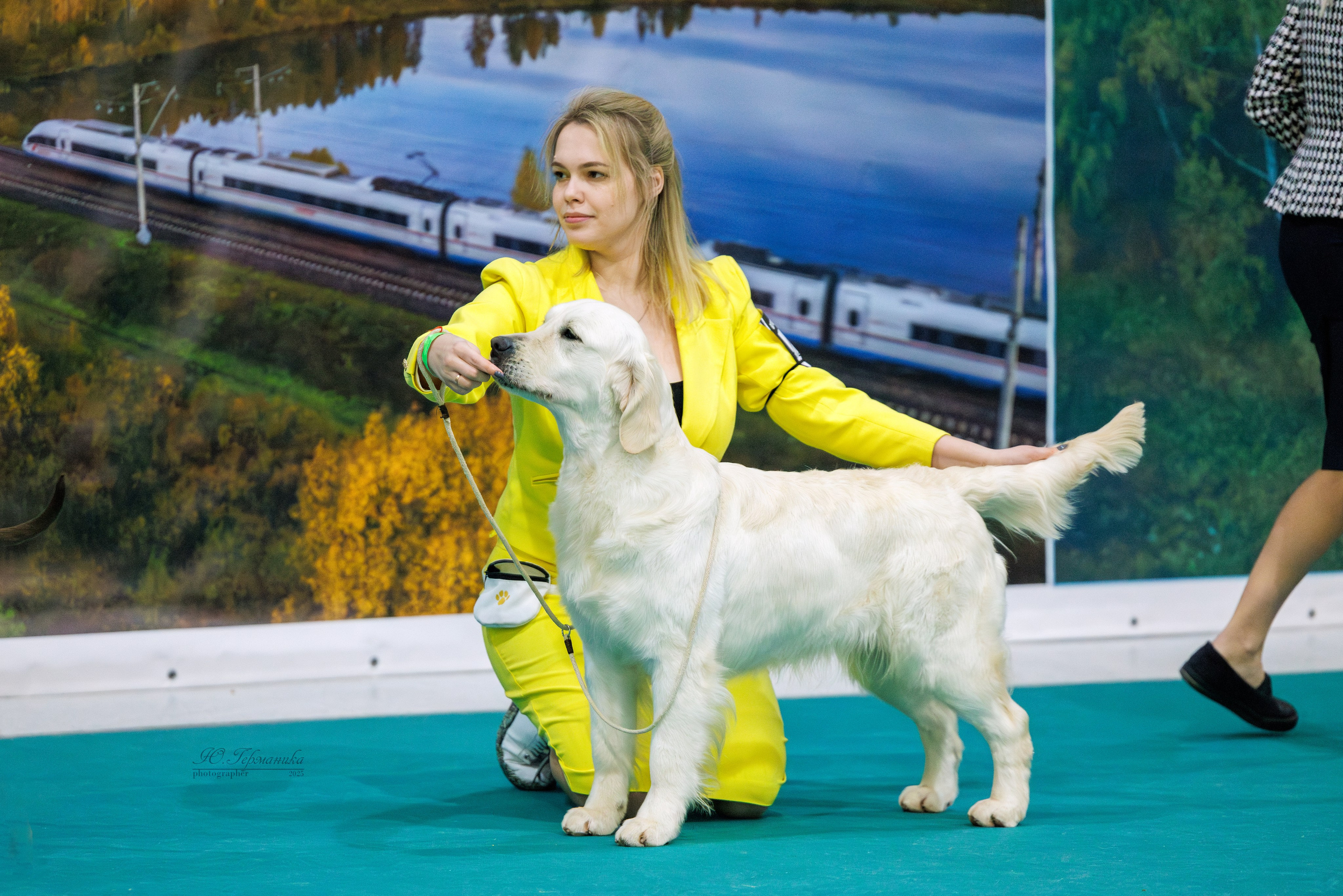 Питер ротвейлеры 18.01,Крокус 19.01.2025. Фотограф-анималист Юлия Германика