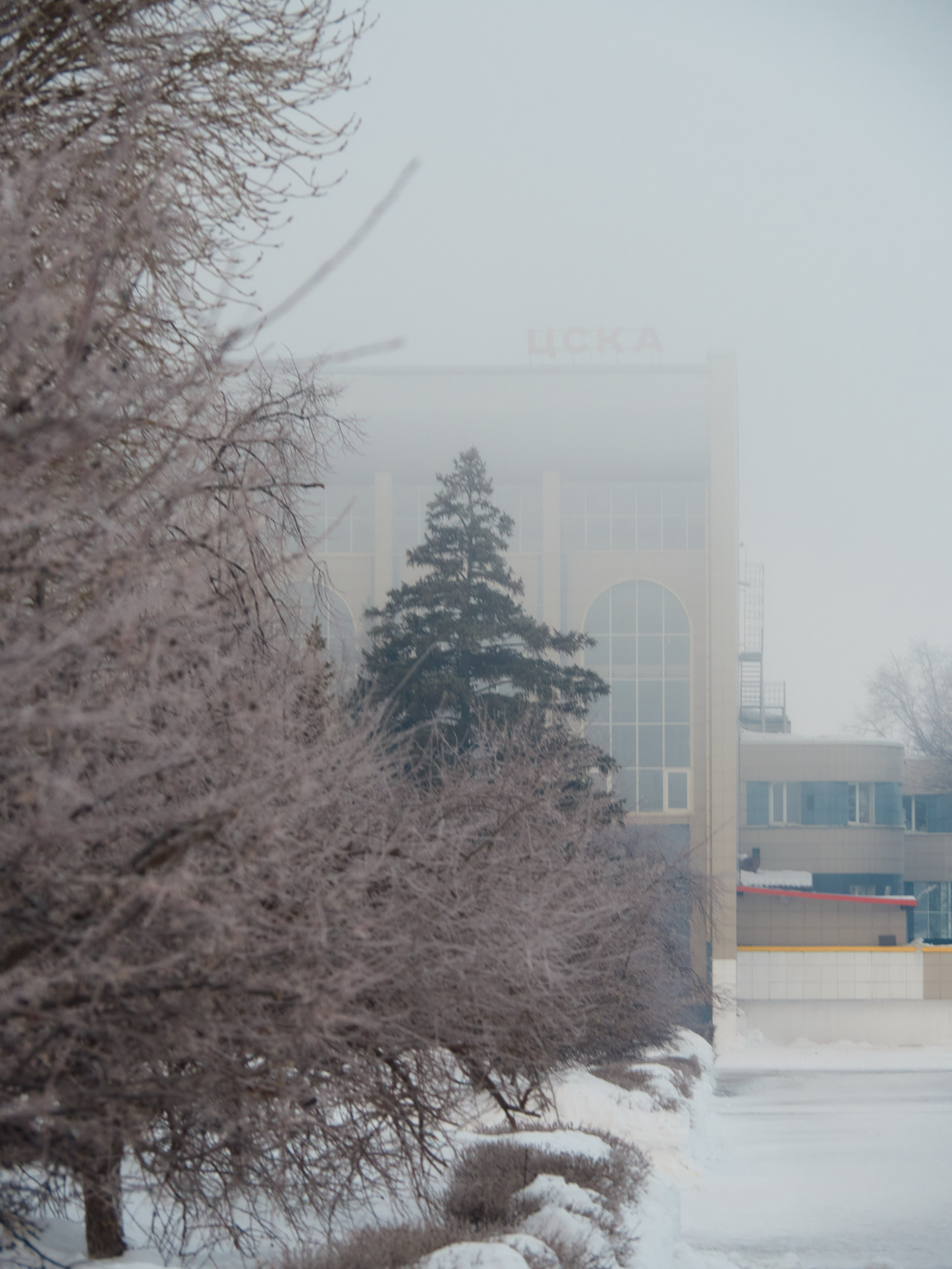 Мягкие контуры заснеженных деревьев в тумане, создающие зимнюю атмосферу