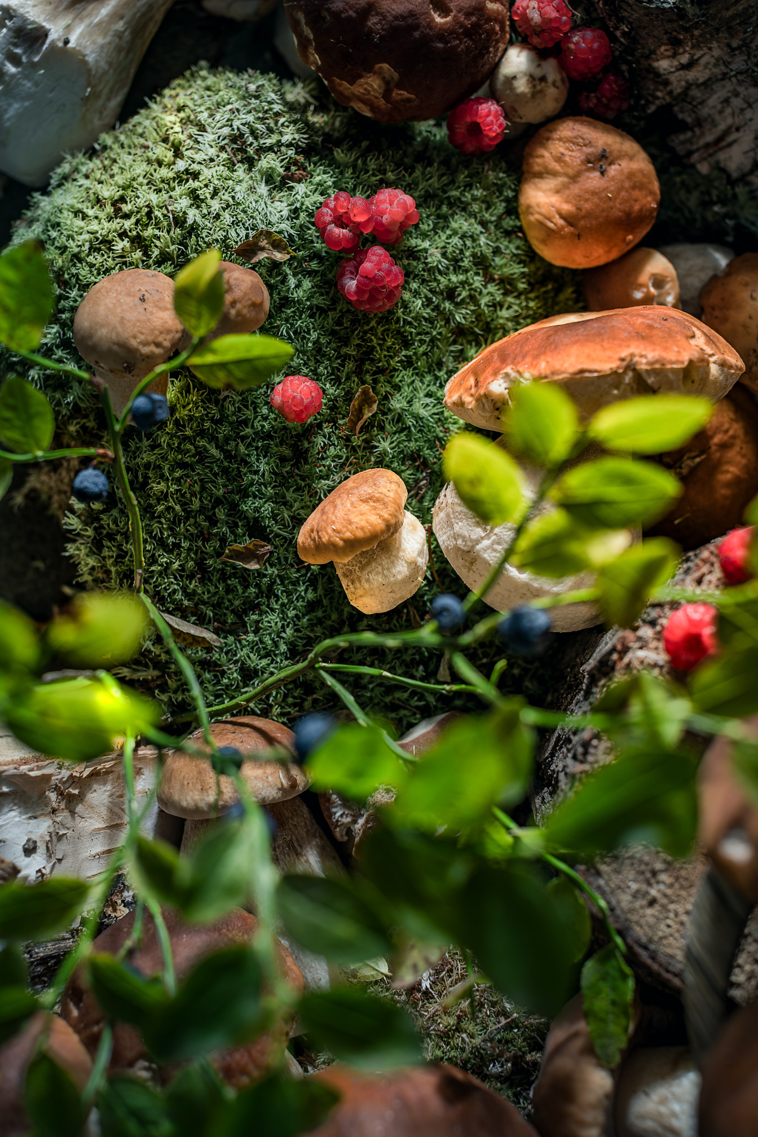Mushrooms stories «Поляна белых». Foodie Stories (гастрономические истории) рекламная фуд-фотосъёмка, Москва