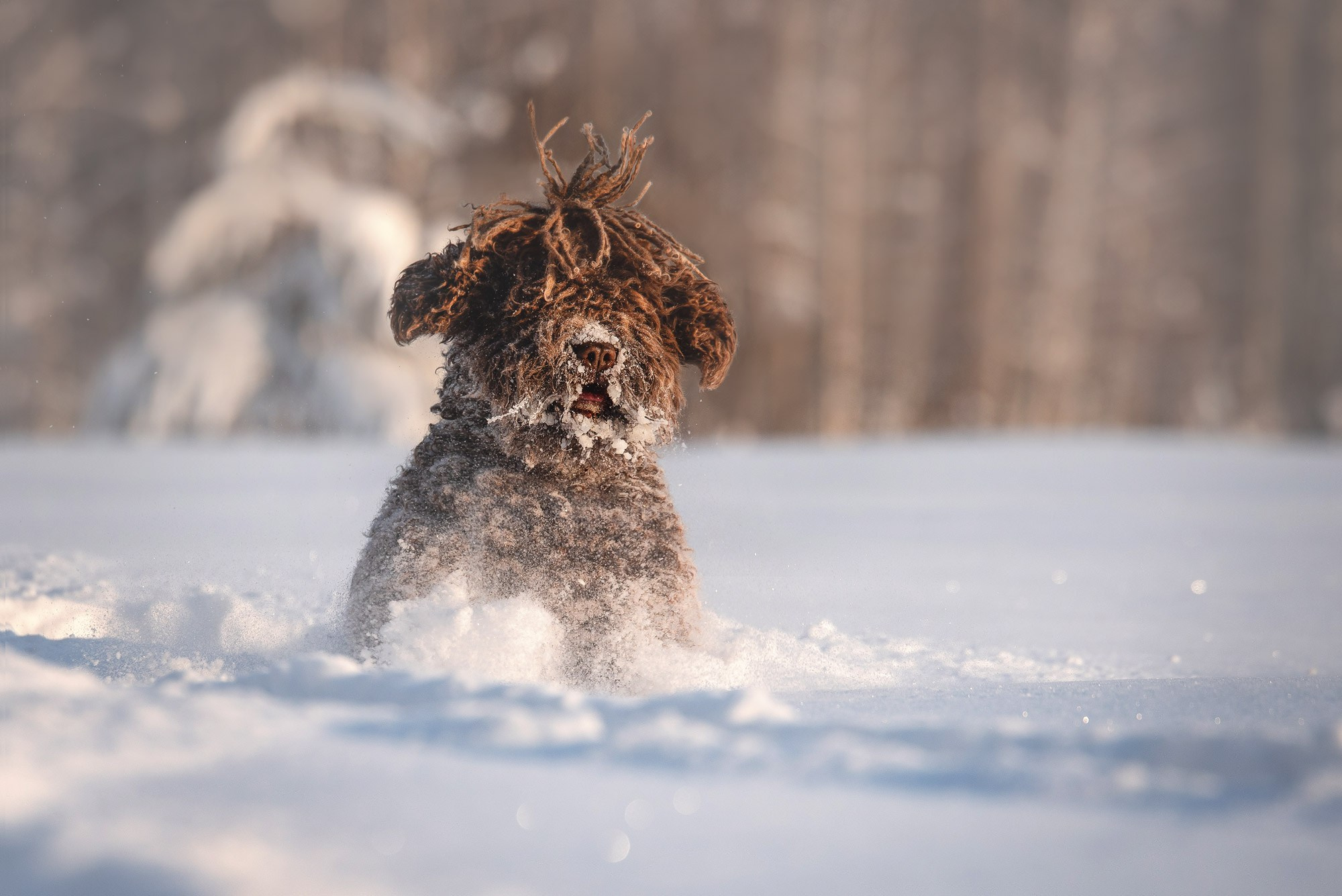 Испанская водяная собака. Семейный фотограф в Санкт-Петербурге Ирина Мороз