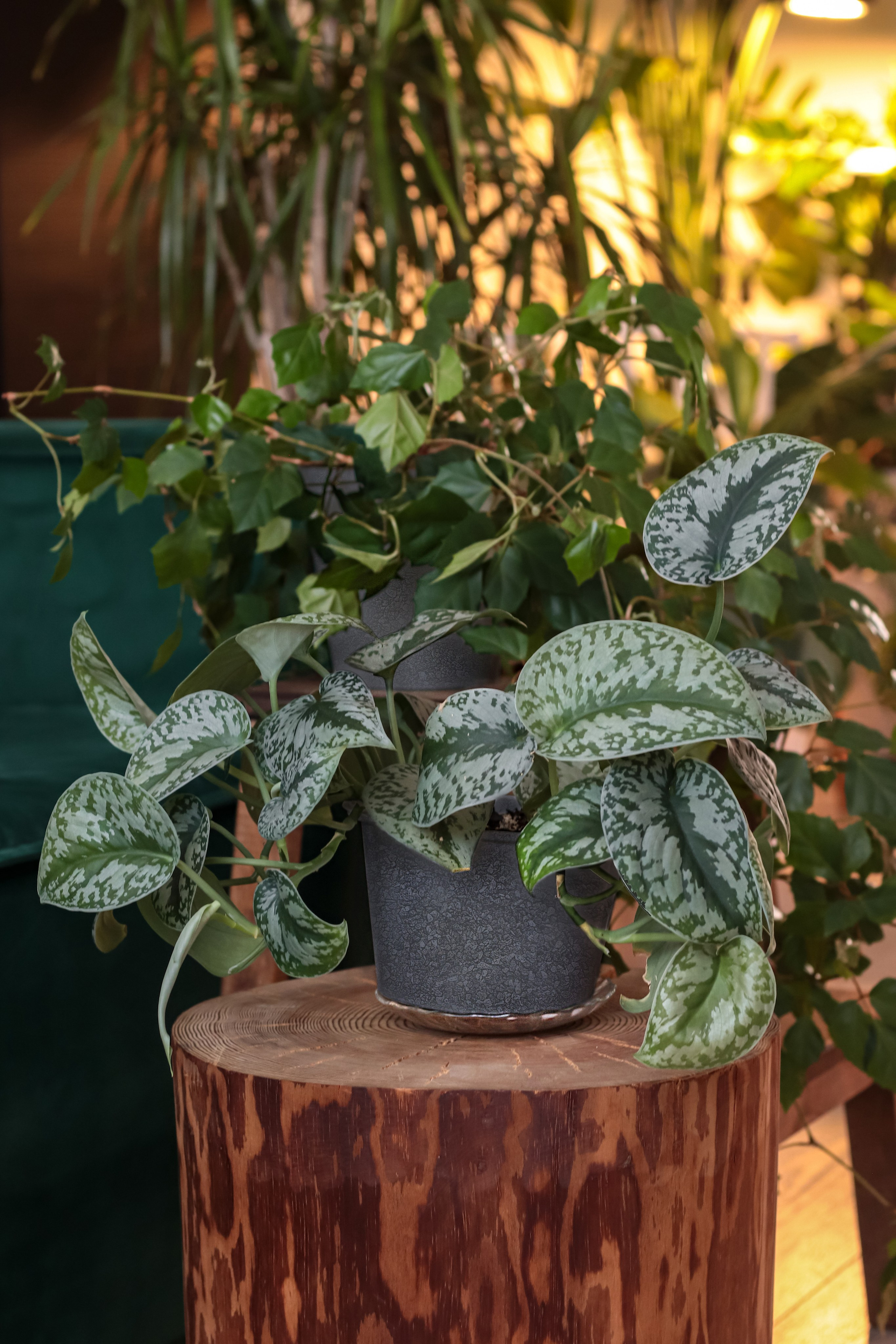 Контент съёмка для фитодизайнера. Фотограф Химки Анна Татарских