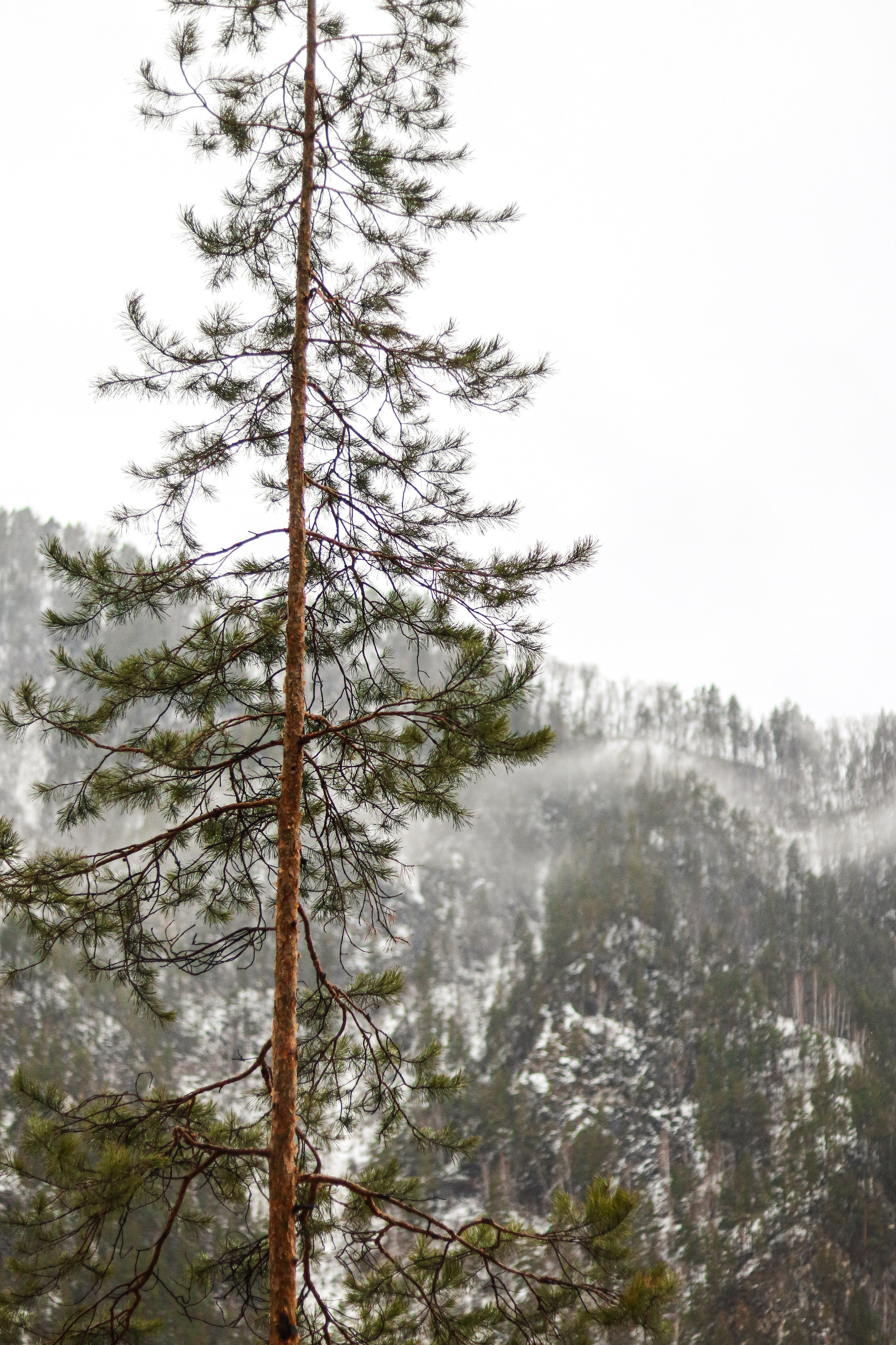 «Pinewood» парк-отель, респ. Алтай. Контент фотограф Дмитрий Борисов