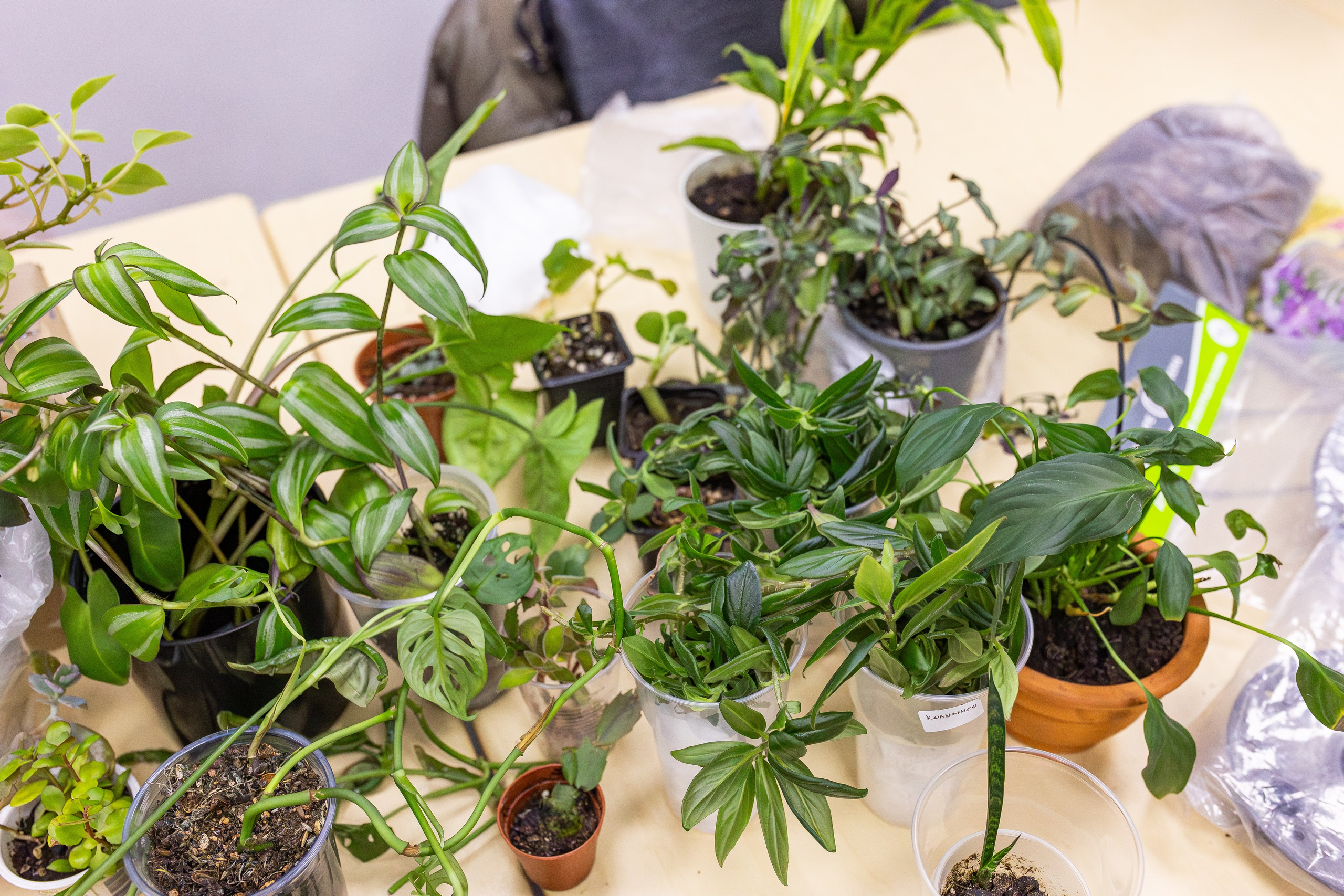 Монстериум апрель 2025. Александра Куликова фотограф, Москва