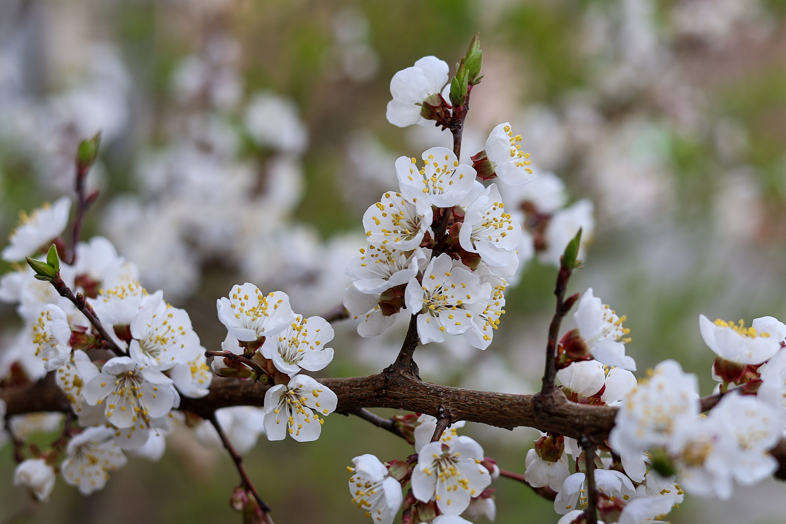 Цветочки-лепесточки. Фотограф Дмитрий Алексеев