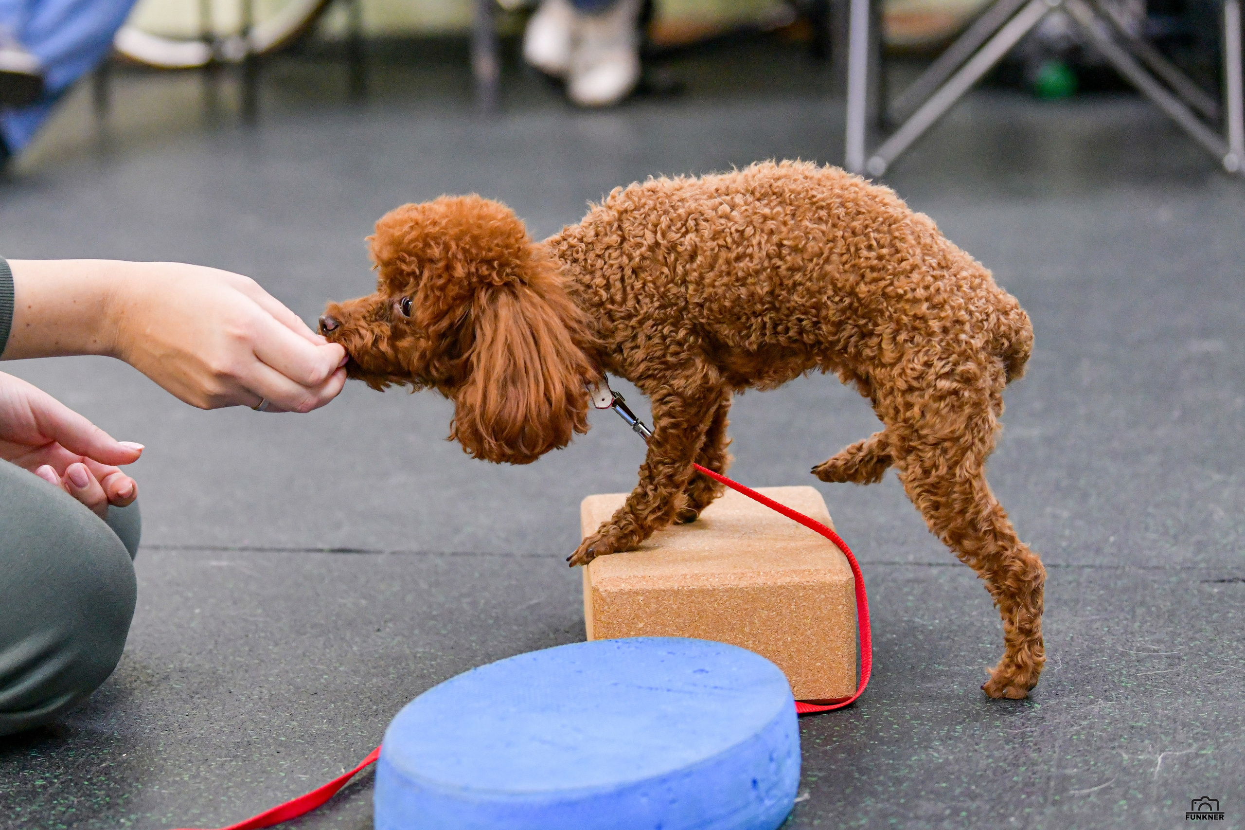 Кинологический клуб «Бодрый хвост». Свой взгляд через объектив