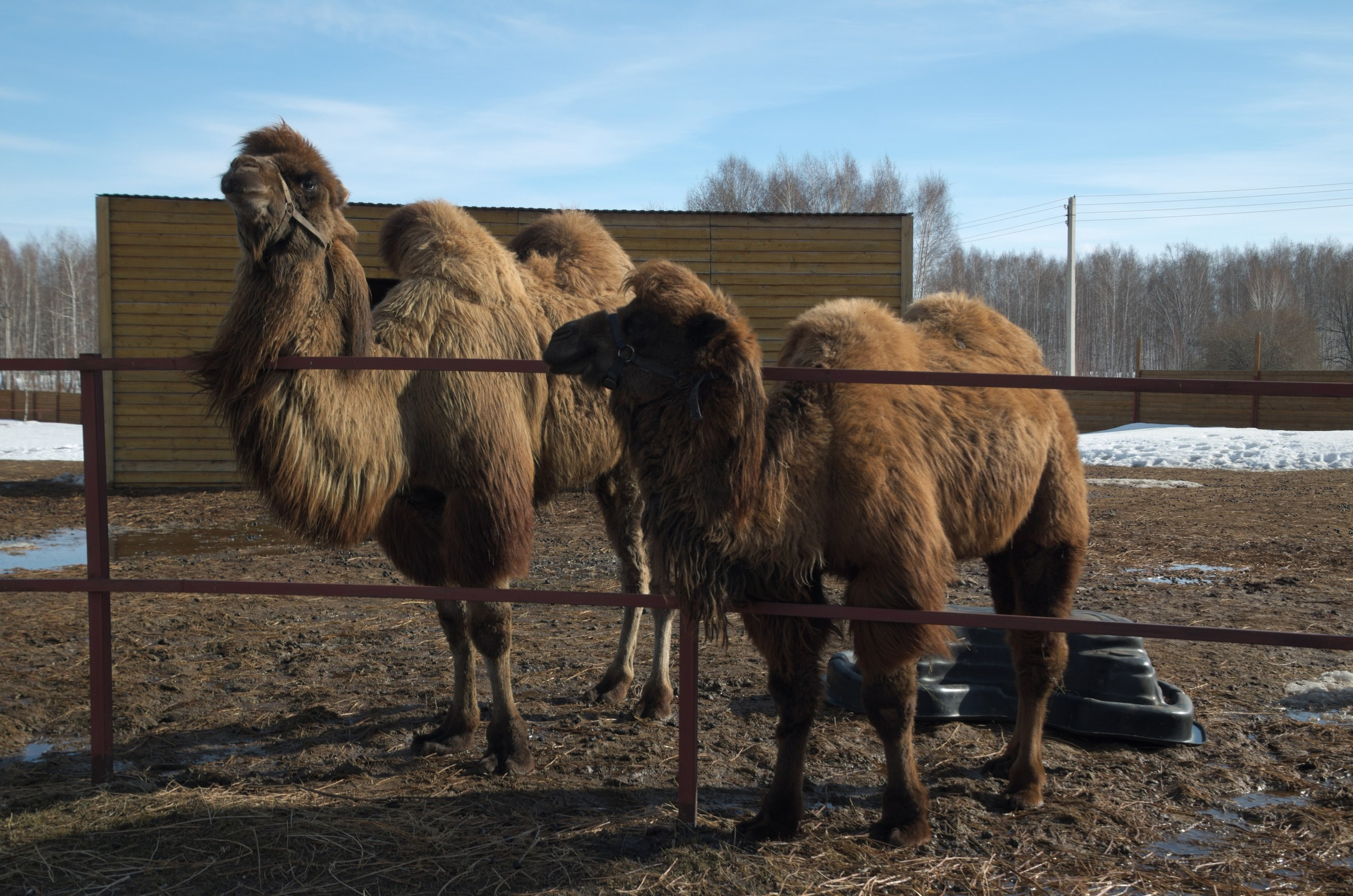 Казань | 24-26.03.2017. Галерея Фантим