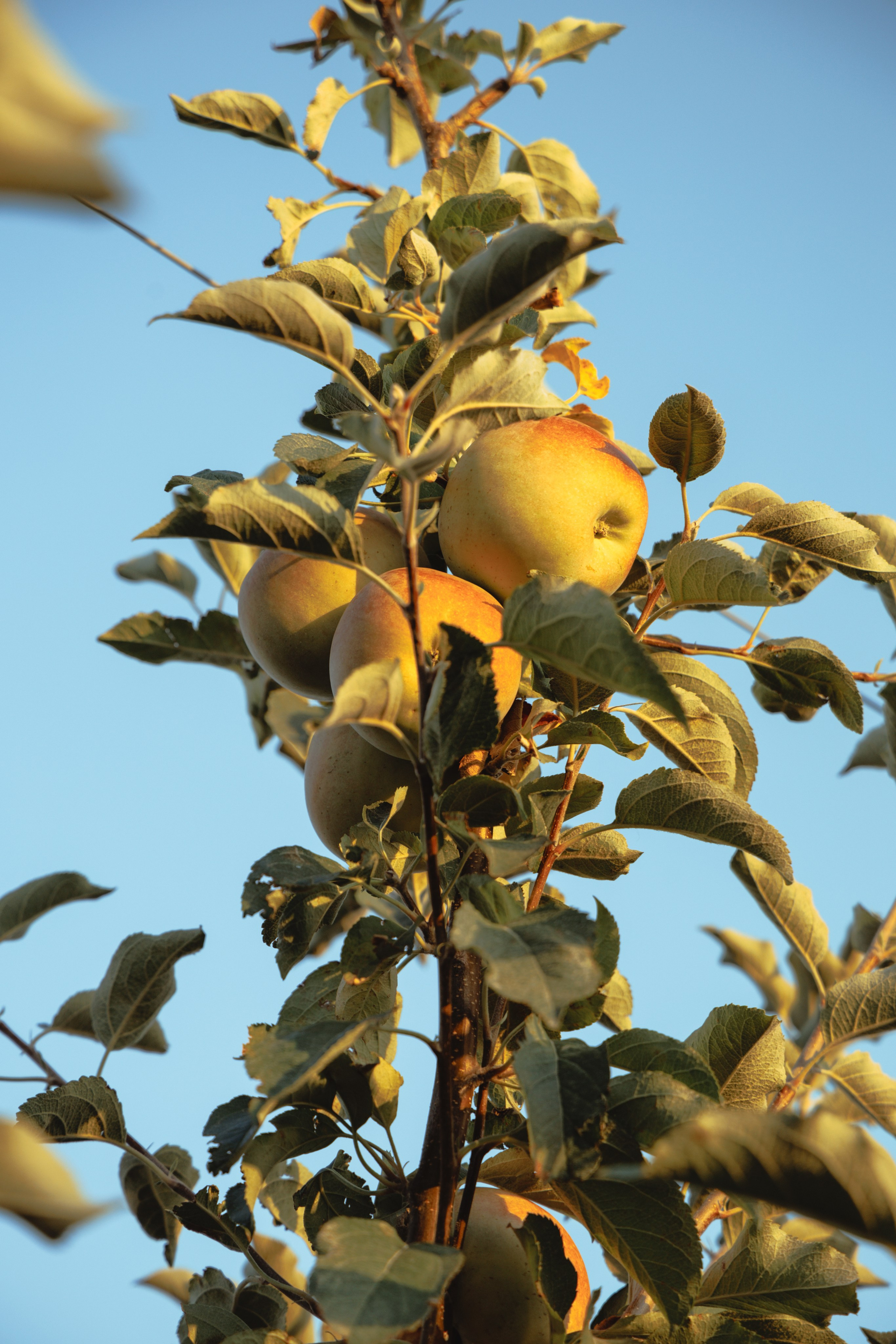 Domik в саду. Артем Корнев Фотограф