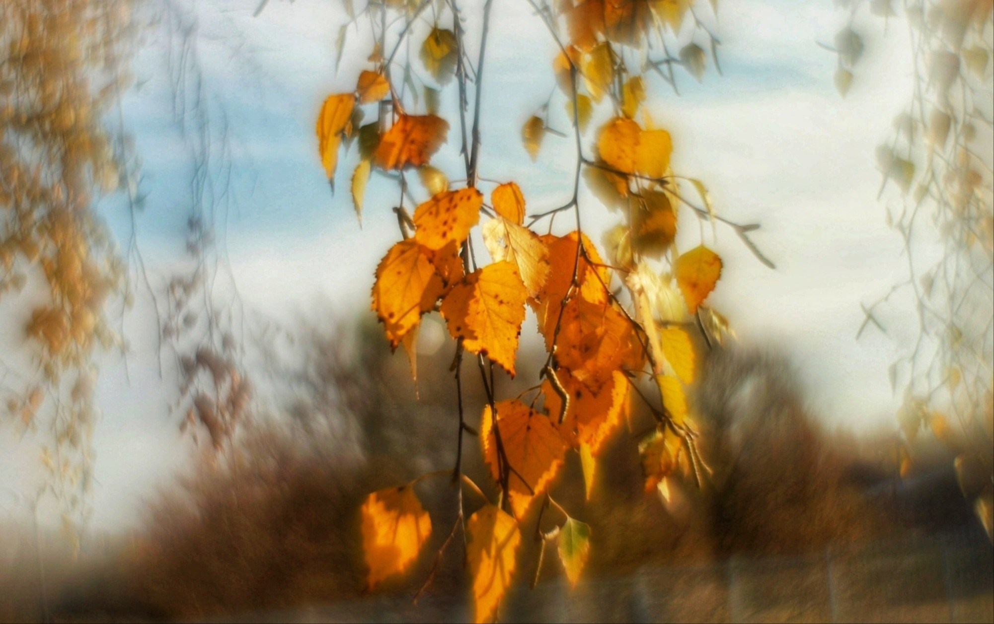 Пикториальное. Осенние листья, Природа, Виталий Малыш, Москва, Best Author, SPC Gold