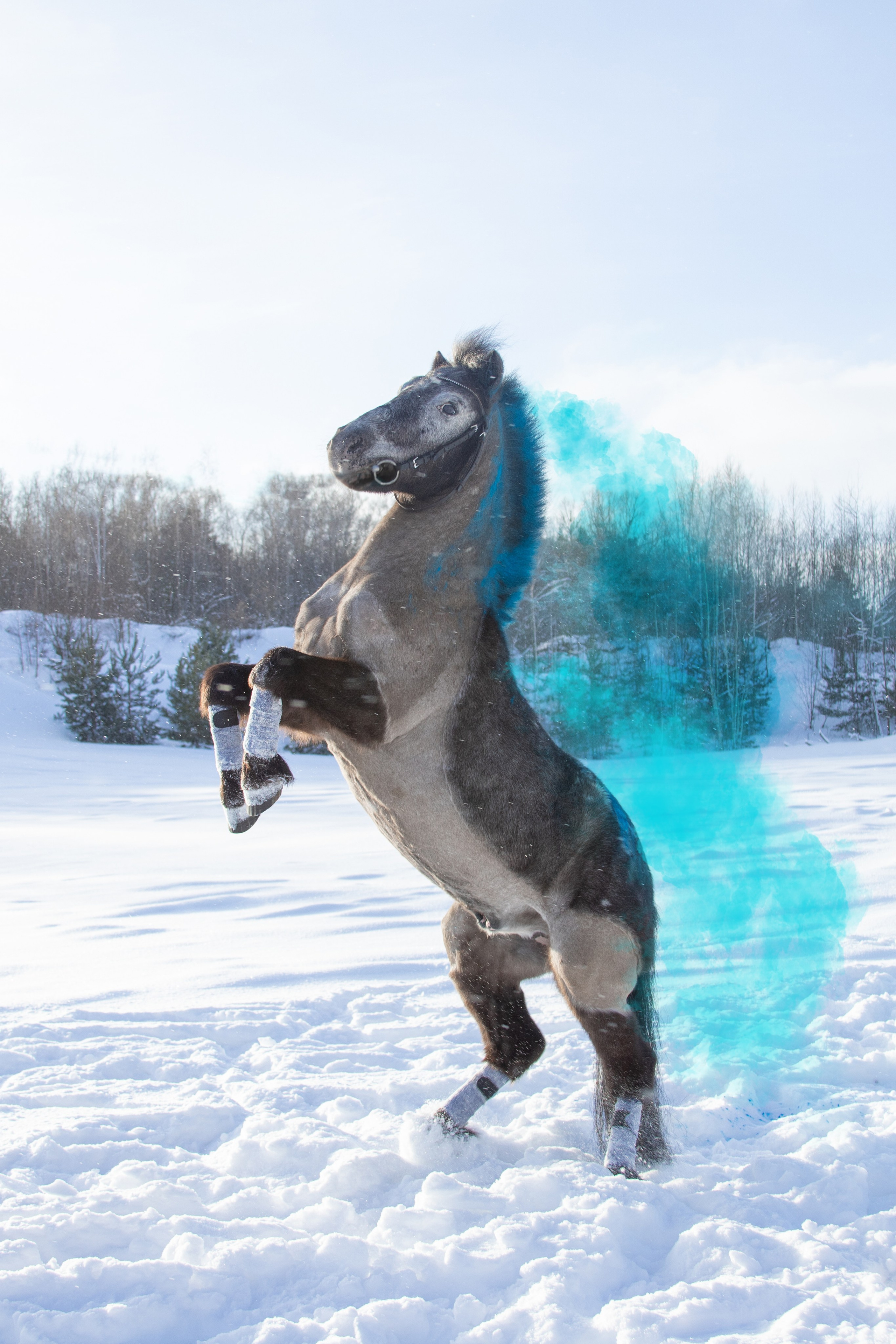 Лошади. Фотосессии с лошадьми в Москве и МО