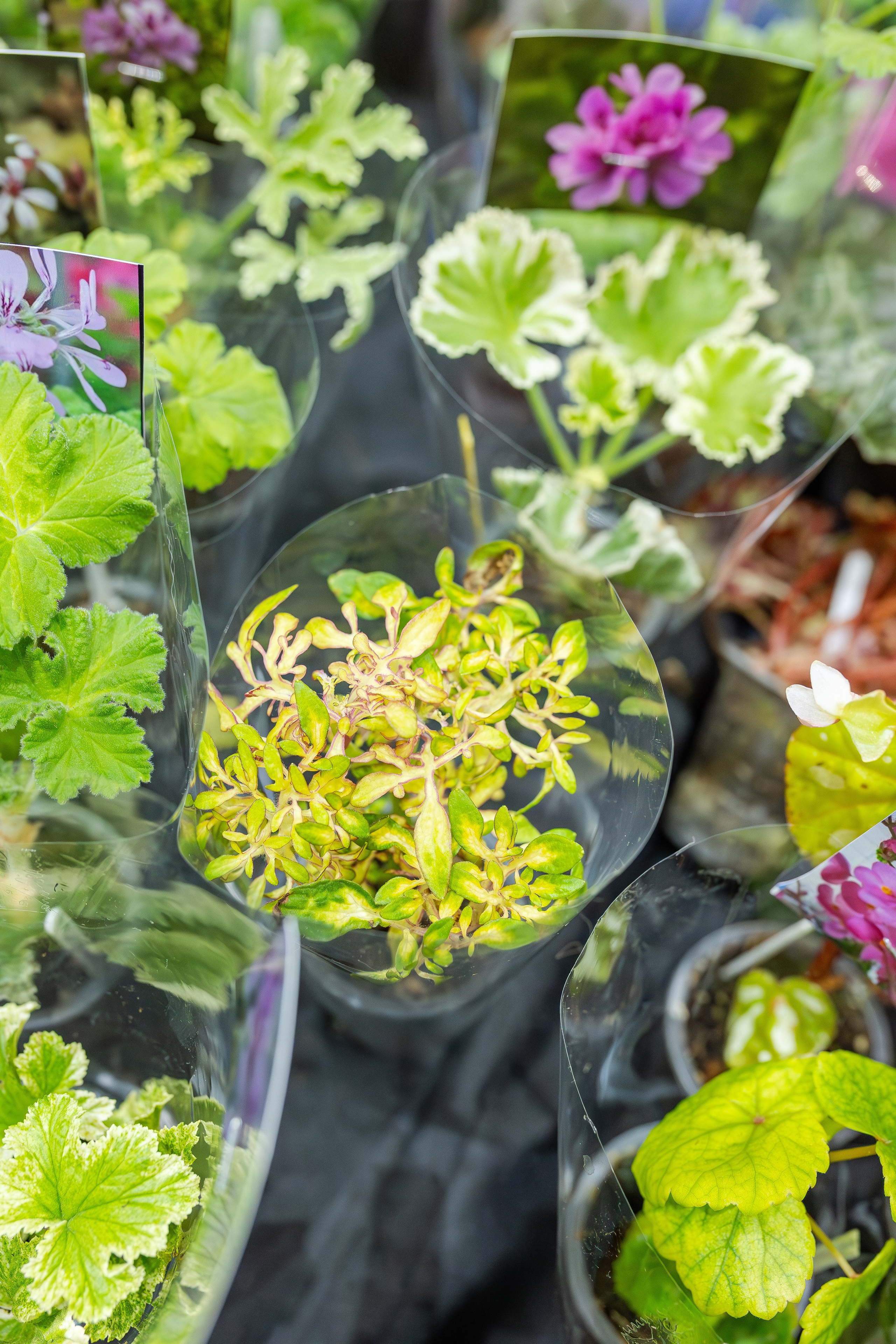 Монстериум апрель 2026. Александра Куликова фотограф, Москва