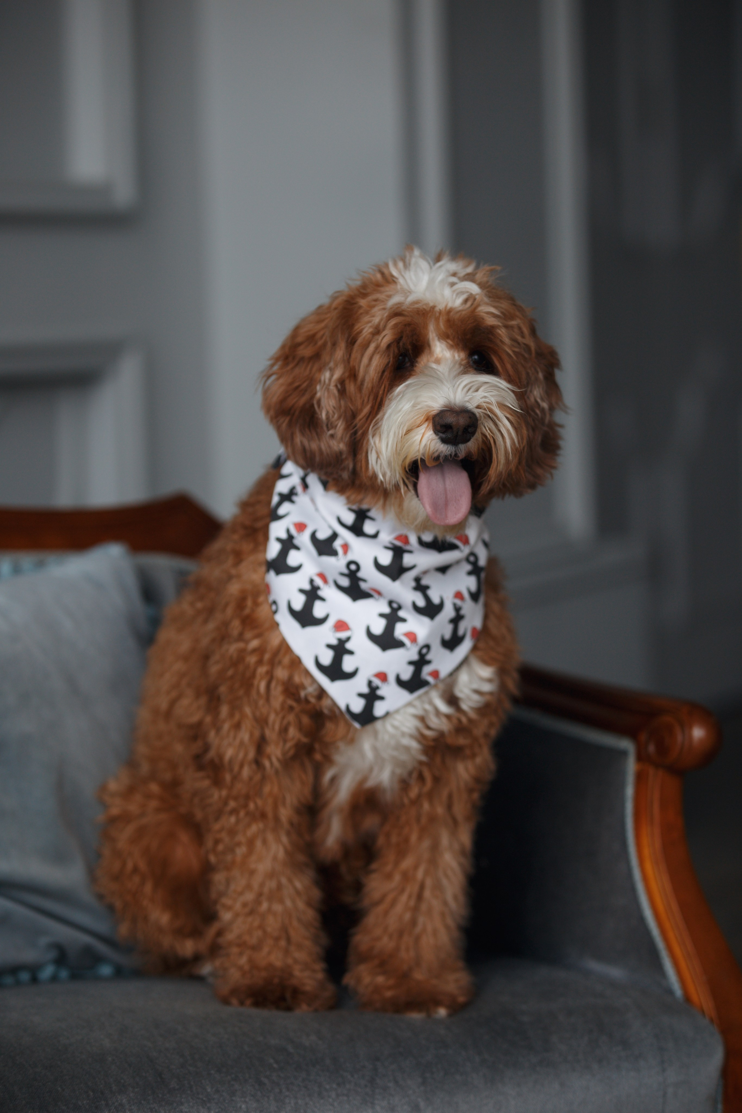 Bmbh лежанки и адресники. Фотограф анималист Кристина Карпова, Москва