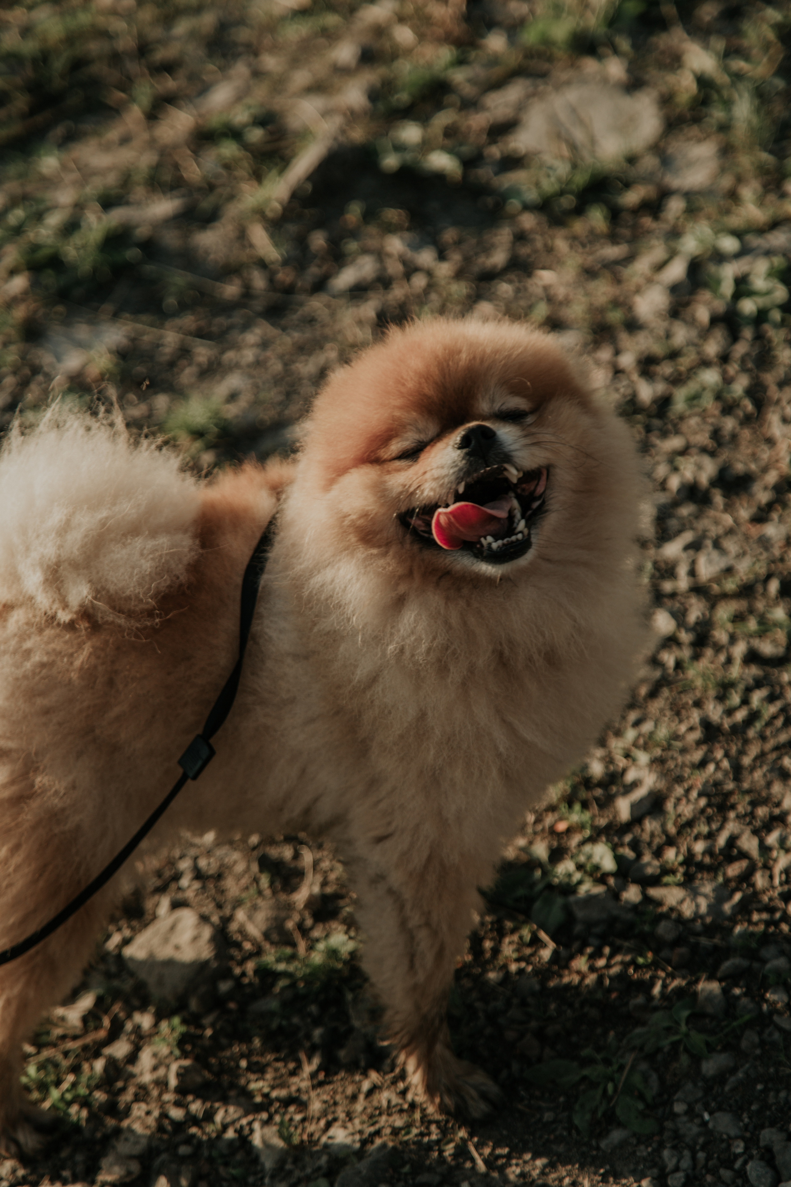 Алина, Павел, Лизонька, Илюша и Пуфик. Фотограф в Киселёвске Татьяна Трухалева