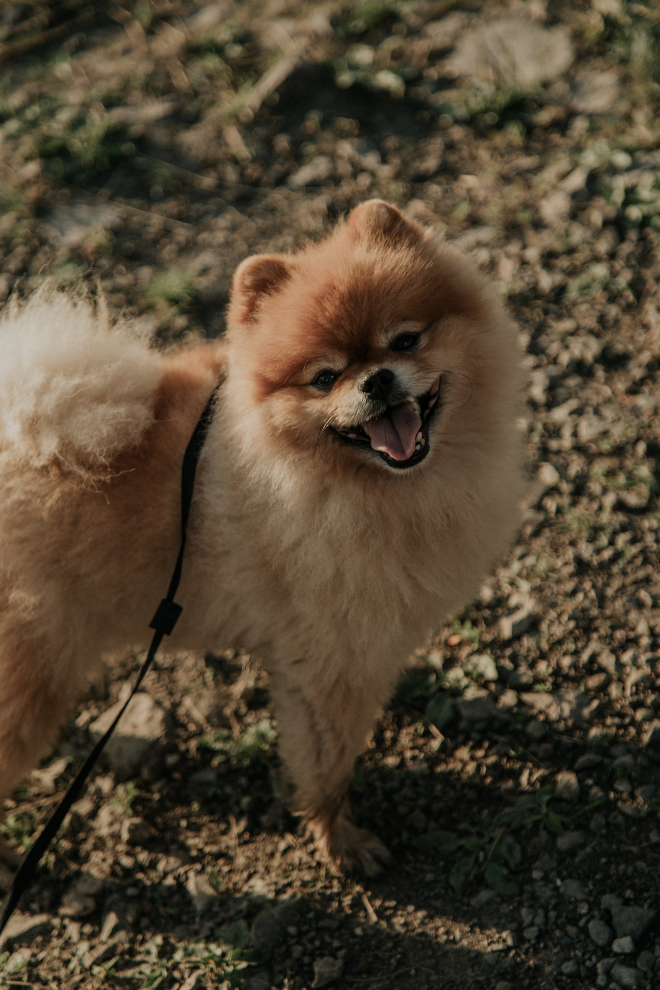 Алина, Павел, Лизонька, Илюша и Пуфик. Фотограф в Киселёвске Татьяна Трухалева