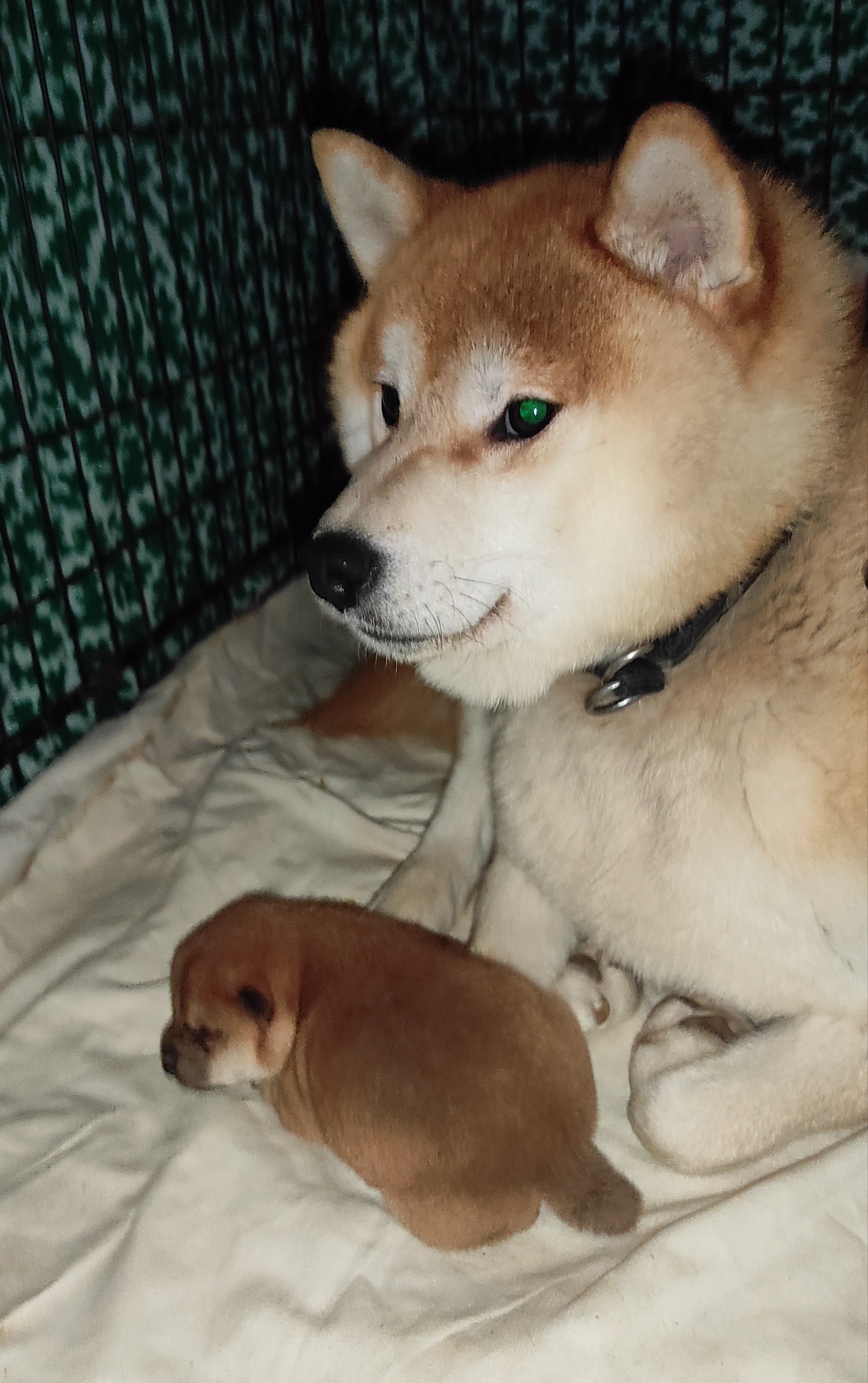 сиба питомник Рубилайт щенки на продажу rubylight  сиба щенки купить СПб Санкт-Петербург 