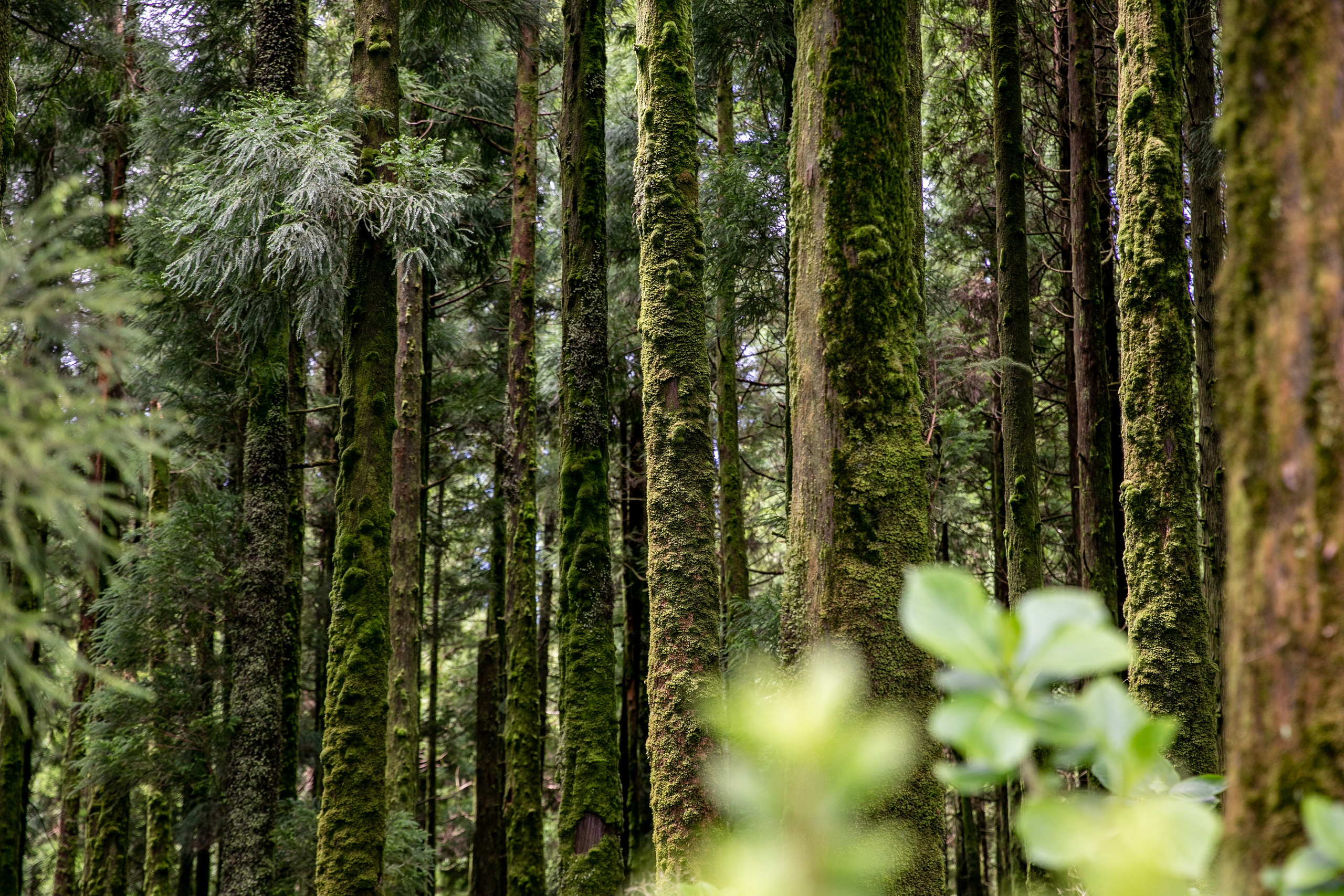 A peaceful scene of tall trees and lush vegetation in the Azores