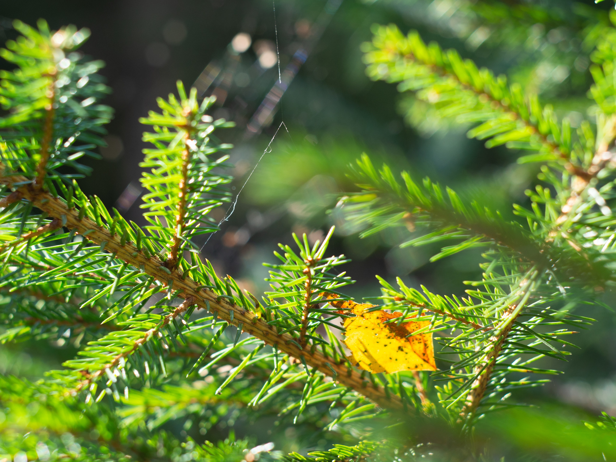 20230923-25 Родники. Дмитрий Ремизов. Фотография, как хобби