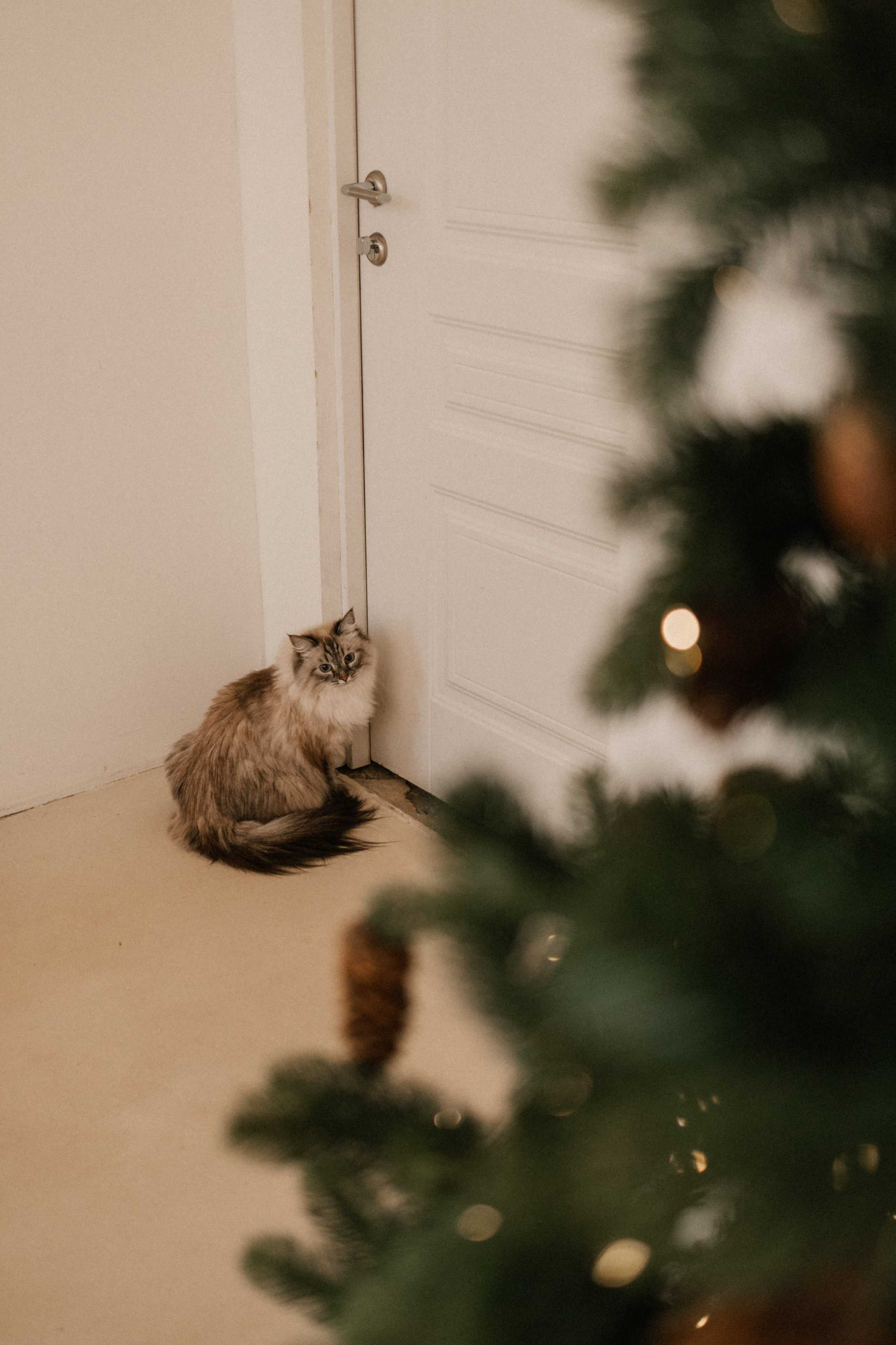 Камилла и ее девочки. Фотограф — Анималист | Санкт-Петербург