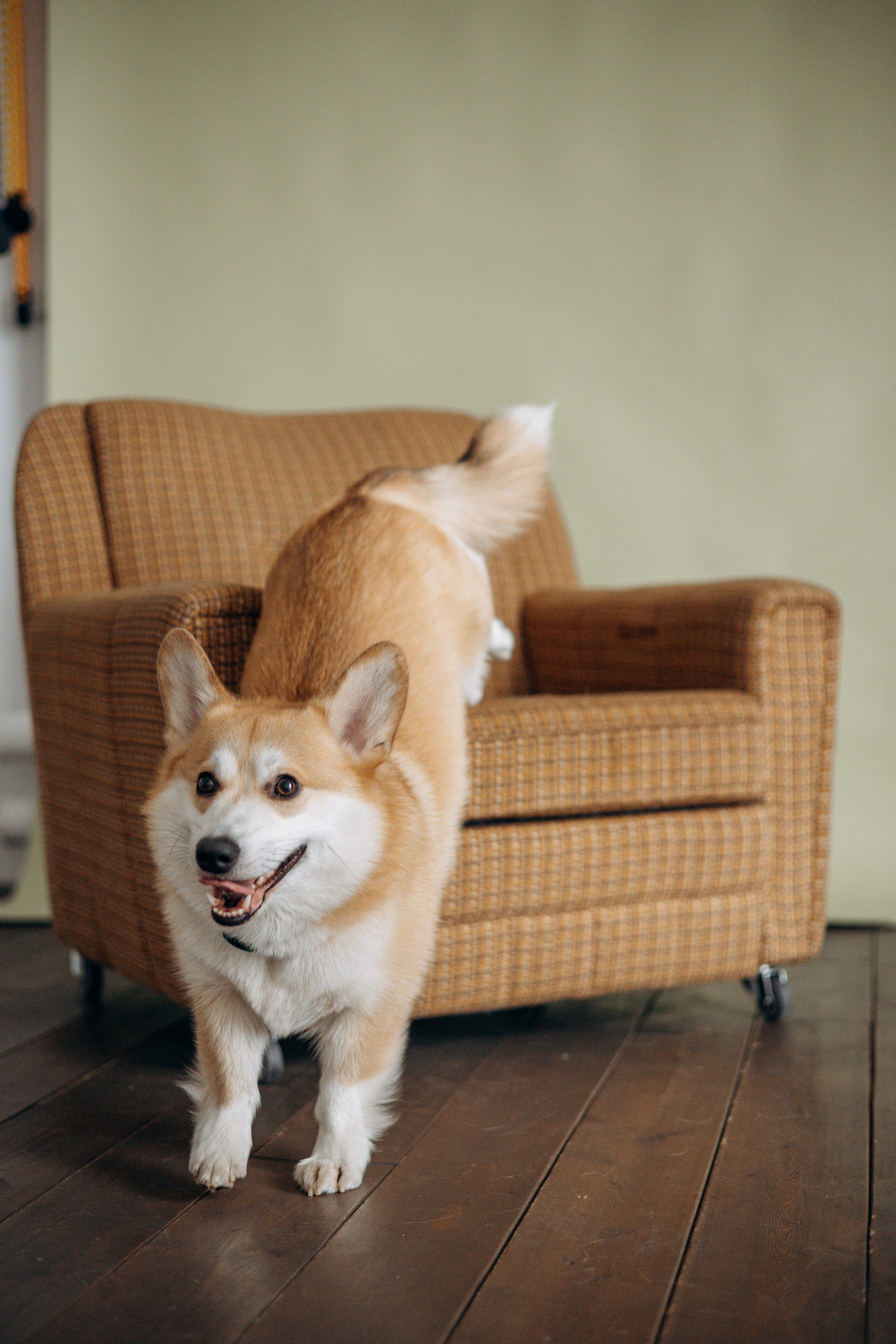 Ричи и его семья. Фотограф — Анималист | Санкт-Петербург
